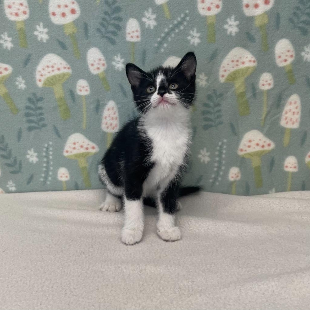 Enlarge Nita, an adopted Domestic Short Hair in Benld, IL image 1/1