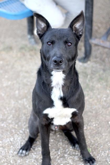 Junior — thumbnail 2