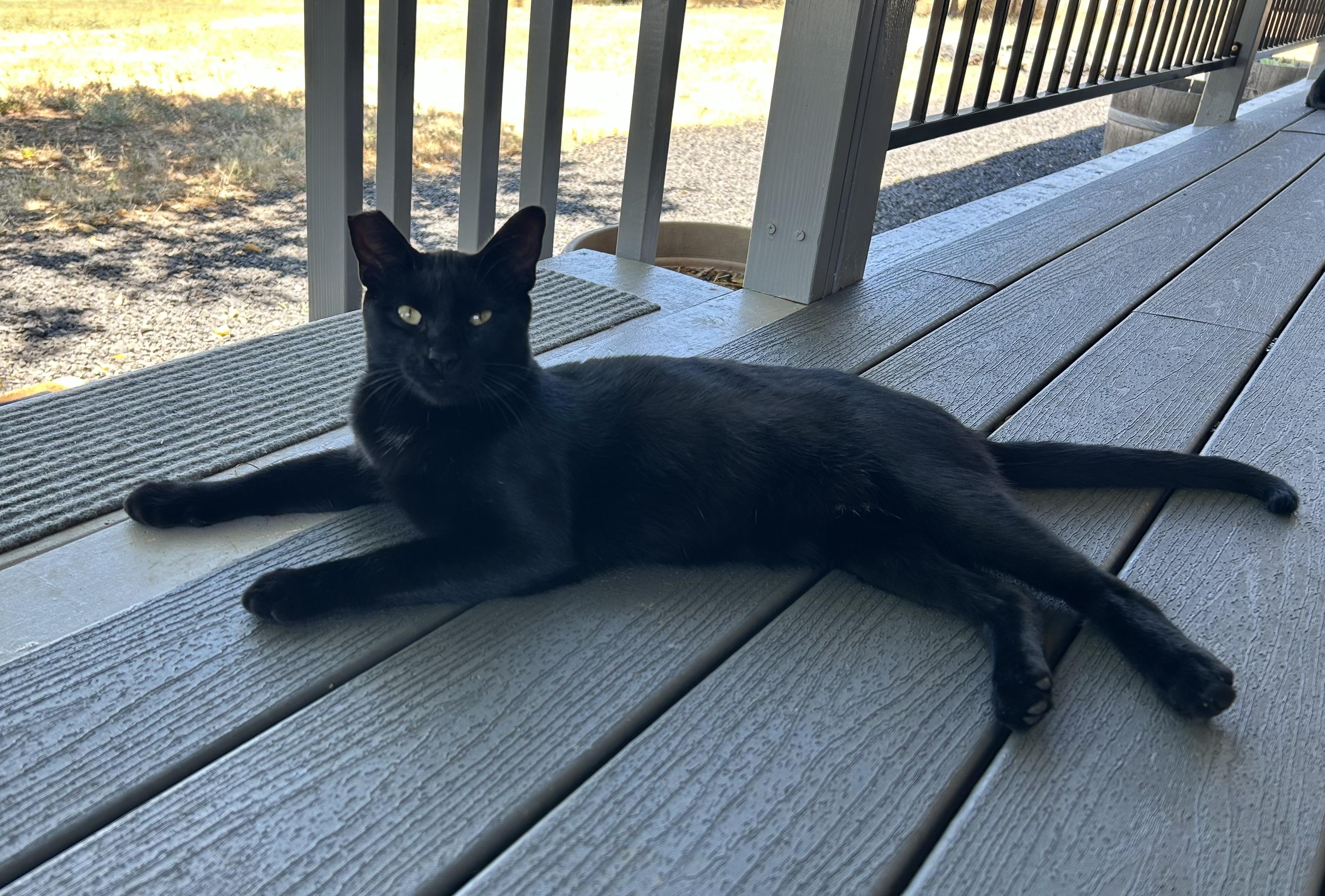 Tippy 0225