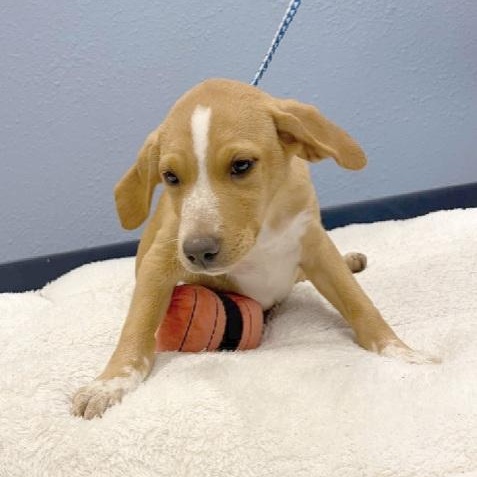 Enlarge Bo-Peep, a Adoptable mixed breed in Nevada, MO image 2/2