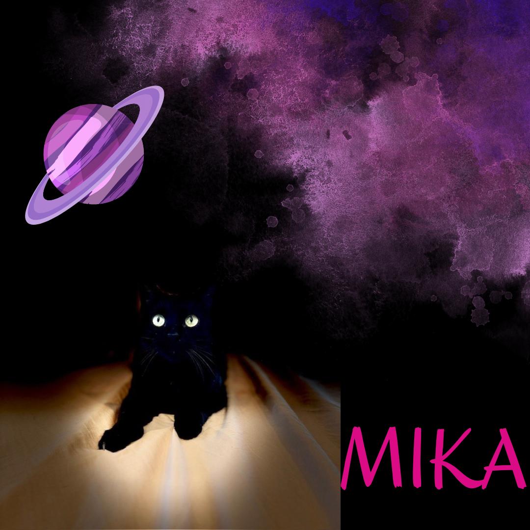 Enlarge Mika, a Adoptable mixed breed in Port Chester, NY image 1/3