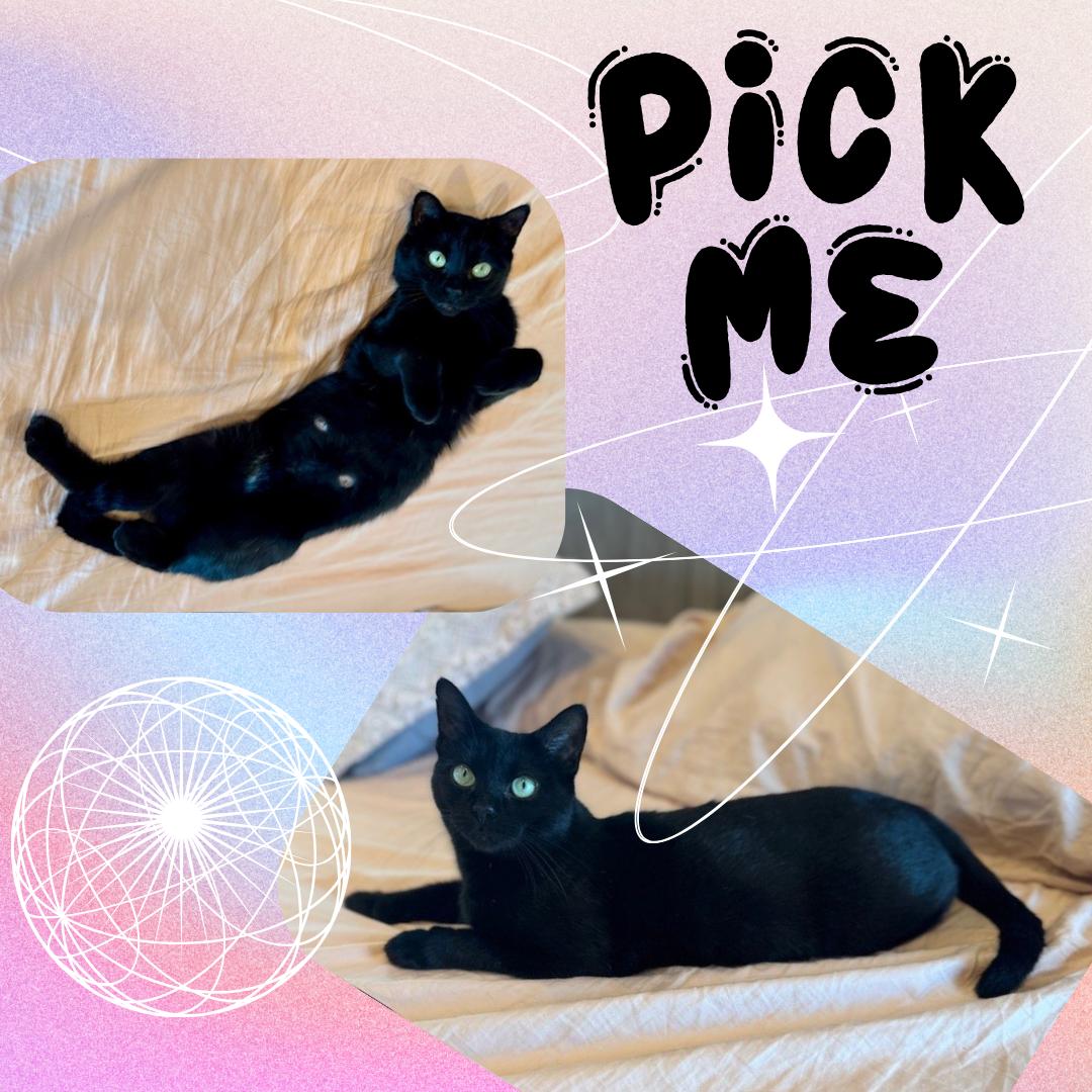 Enlarge Mika, a Adoptable mixed breed in Port Chester, NY image 2/3