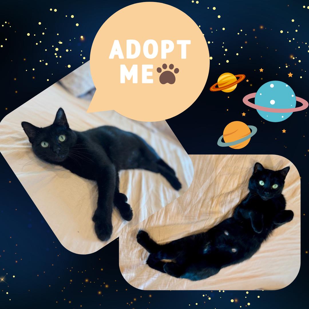 Enlarge Mika, a Adoptable mixed breed in Port Chester, NY image 3/3