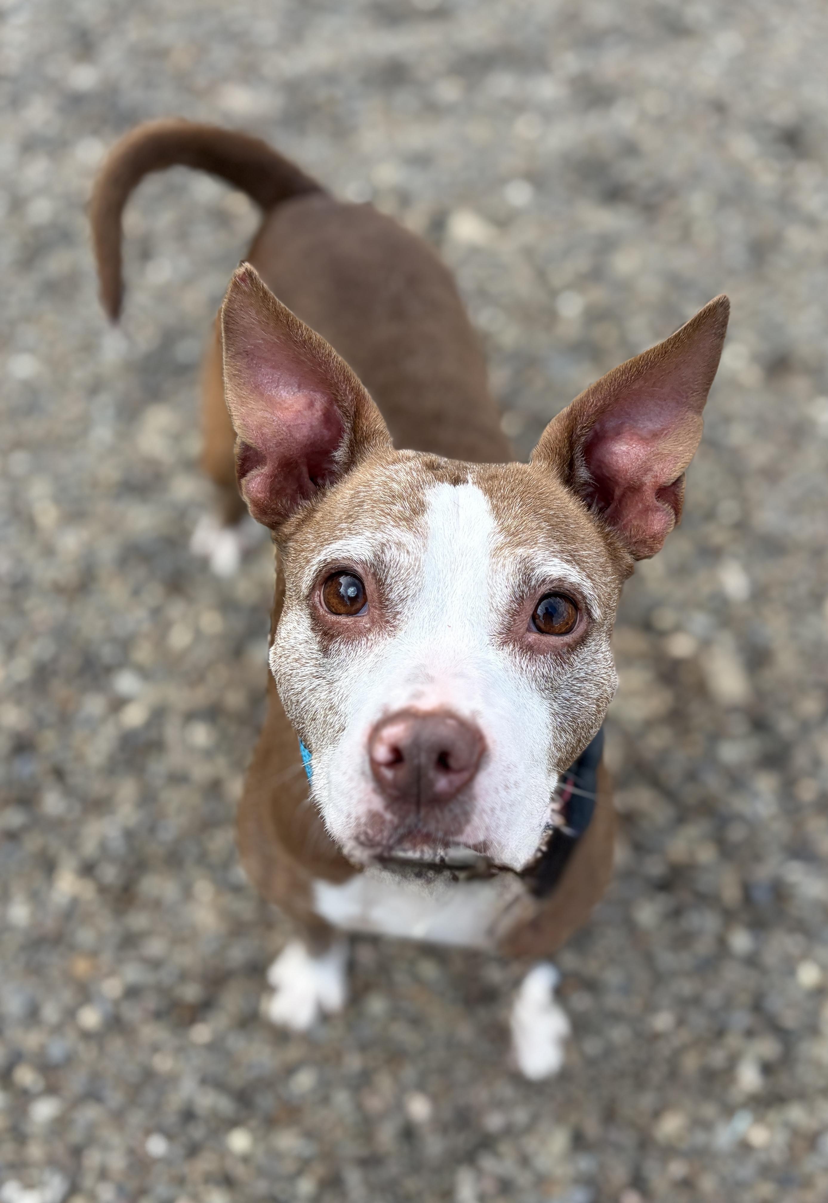 Heather ADOPTED, ADOPTABLE, Adult Female Terrier.