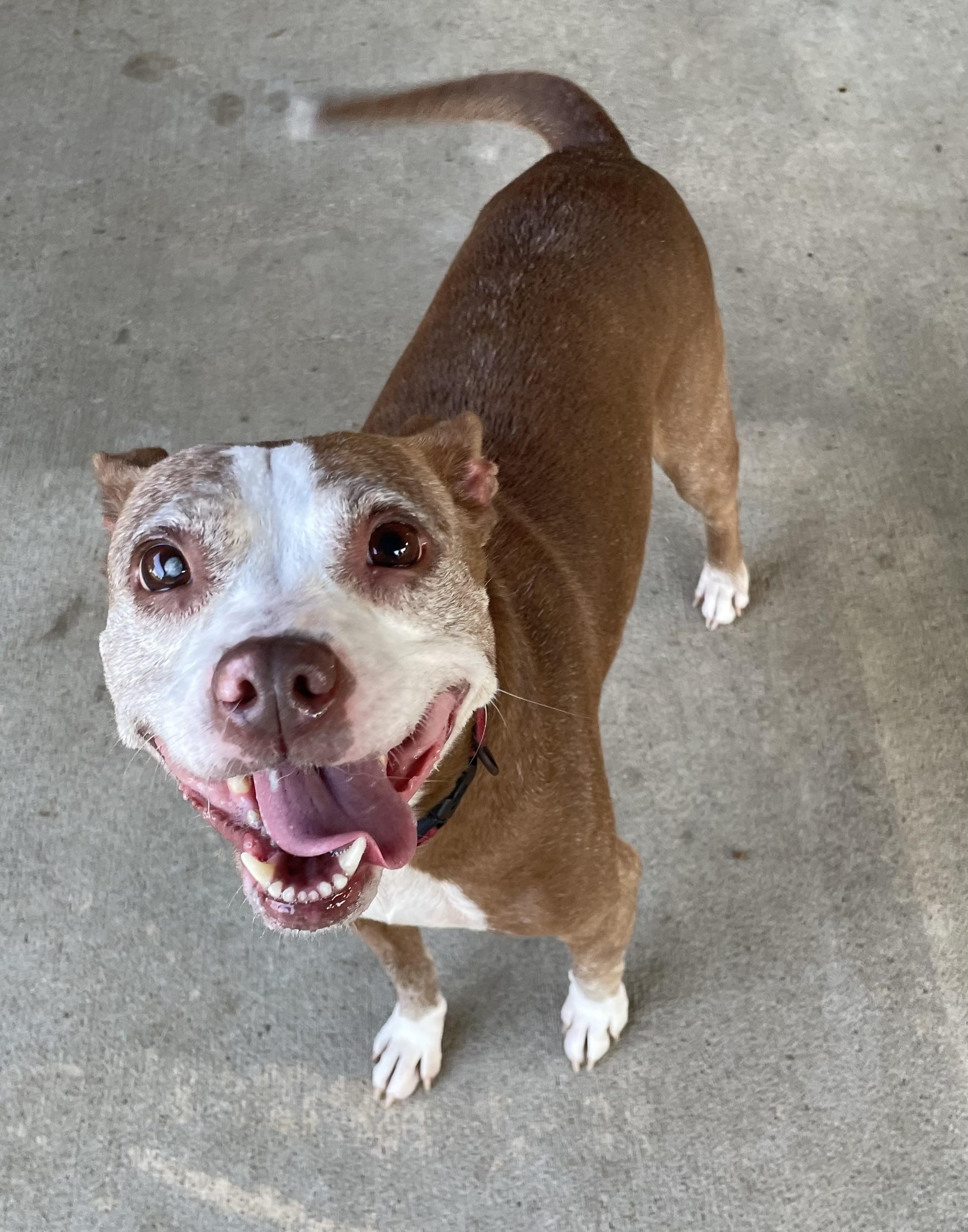 Heather ADOPTED, a ADOPTABLE mixed breed in Canton, OH image 5/6