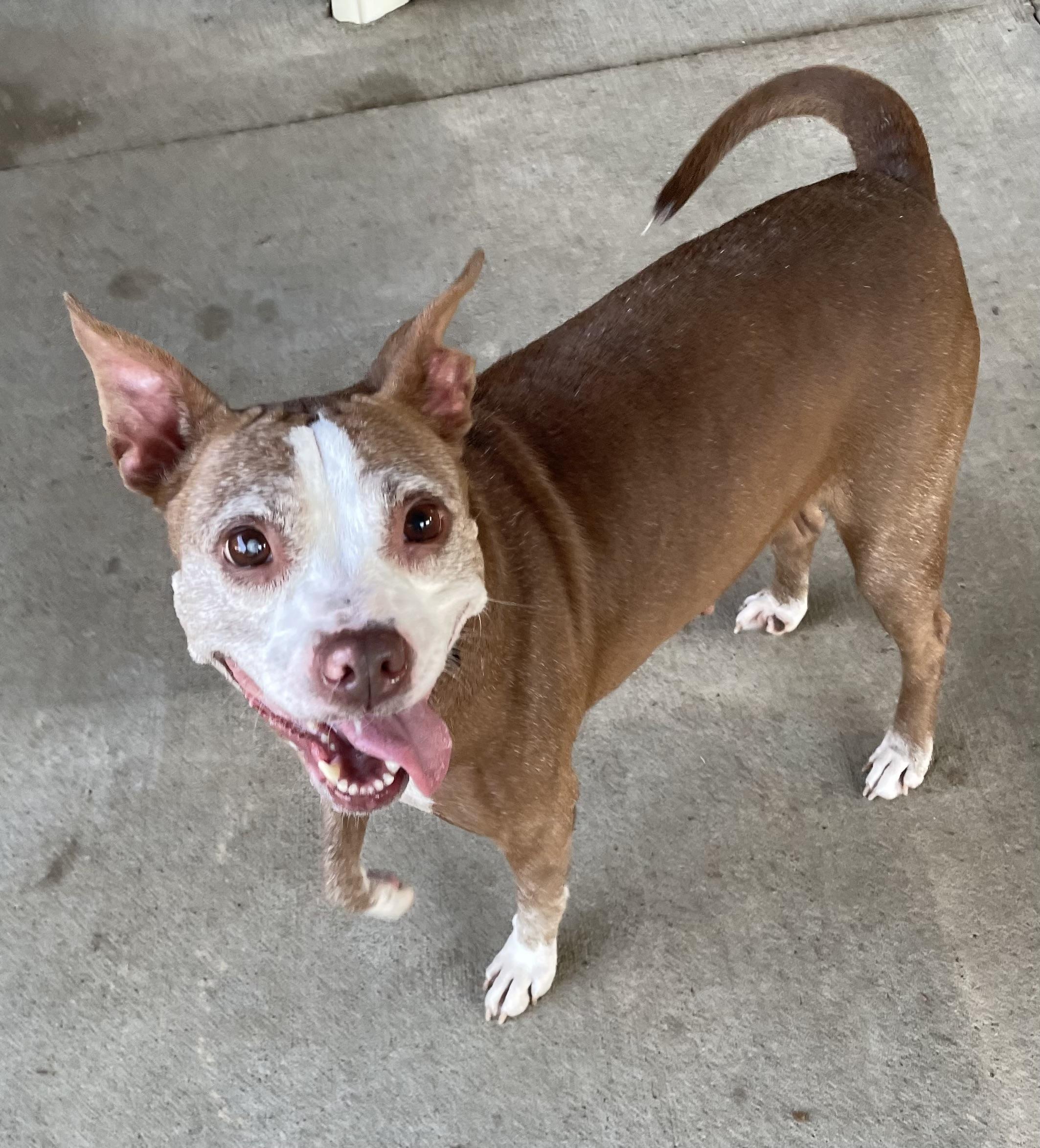 Heather ADOPTED, a ADOPTABLE mixed breed in Canton, OH image 2/6