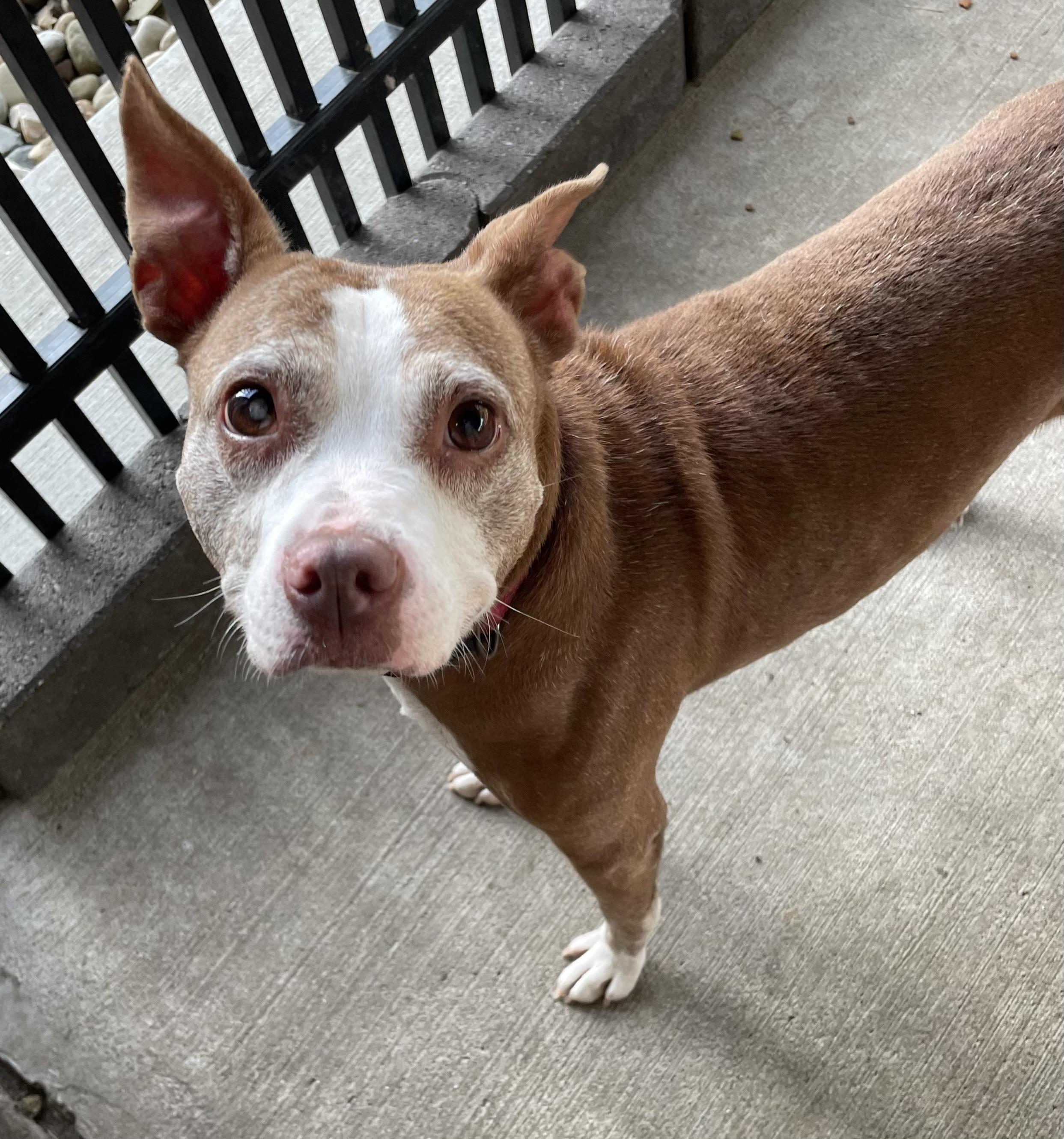 Heather ADOPTED, a ADOPTABLE mixed breed in Canton, OH image 4/6