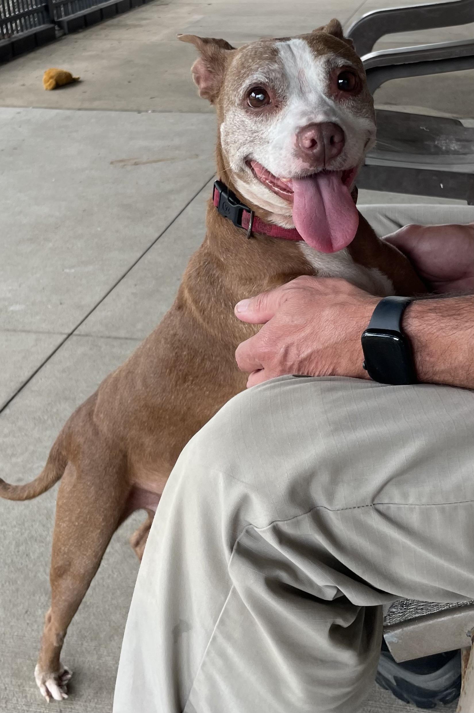 Heather ADOPTED, a ADOPTABLE mixed breed in Canton, OH image 3/6