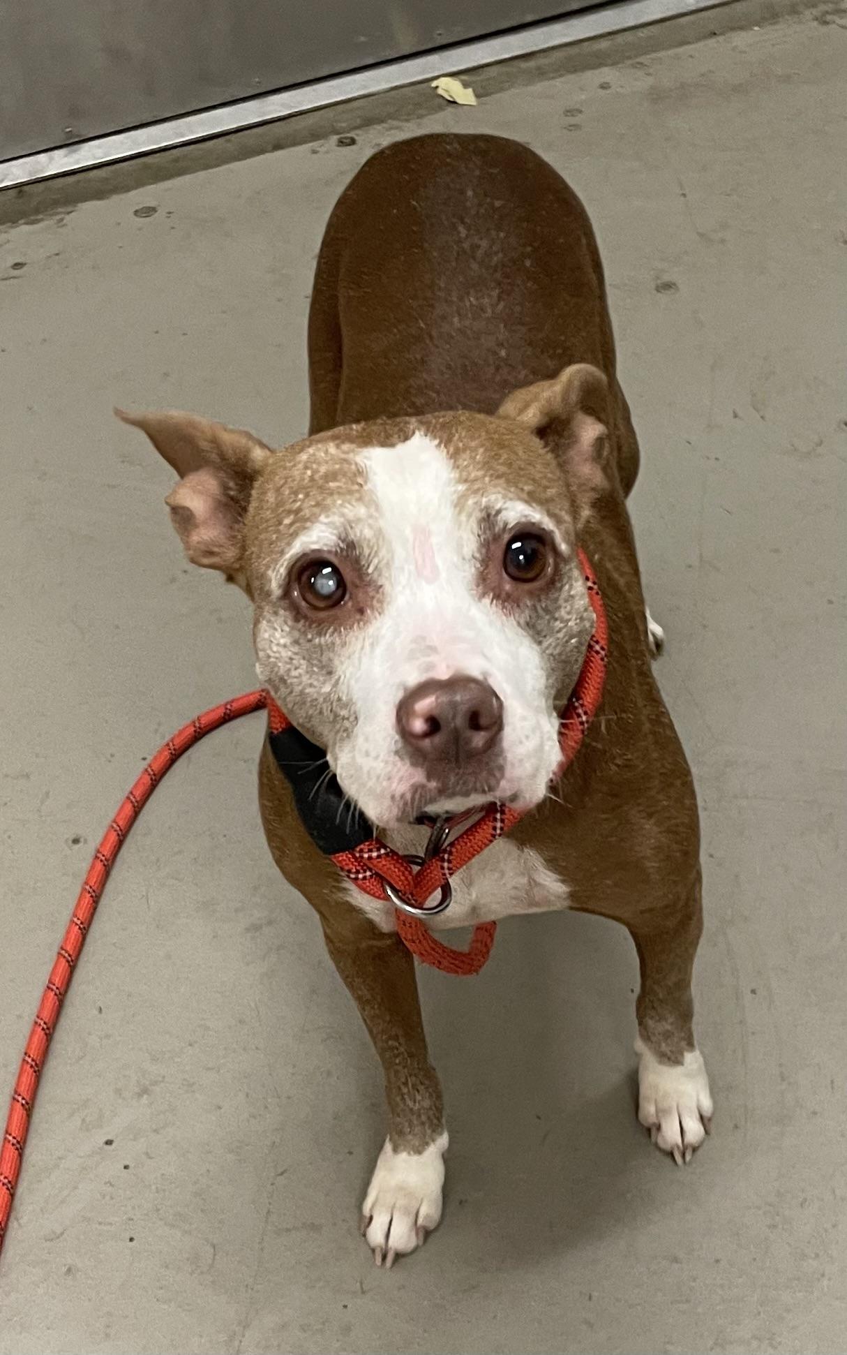 Heather ADOPTED, a ADOPTABLE mixed breed in Canton, OH image 6/6