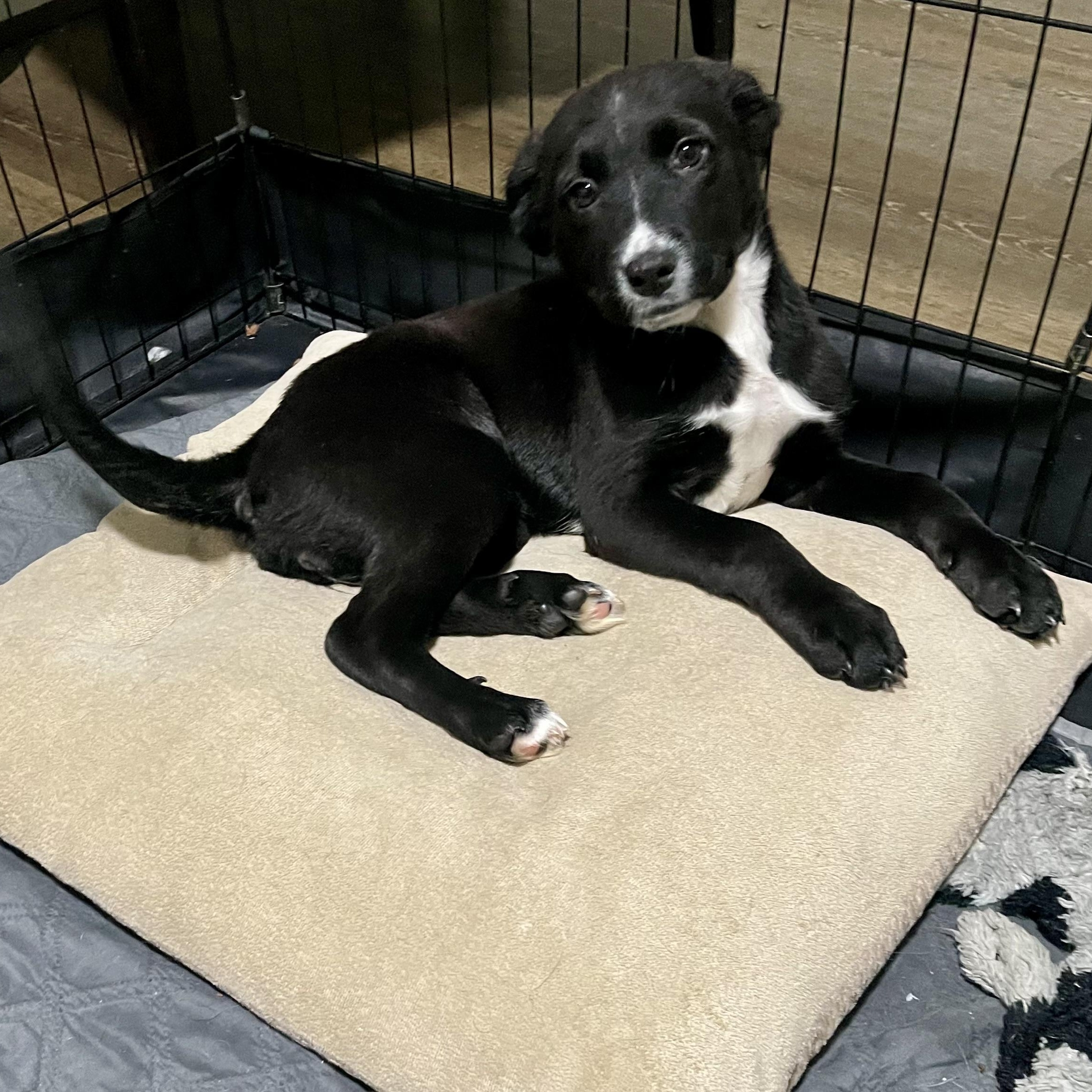 Cello — thumbnail 2