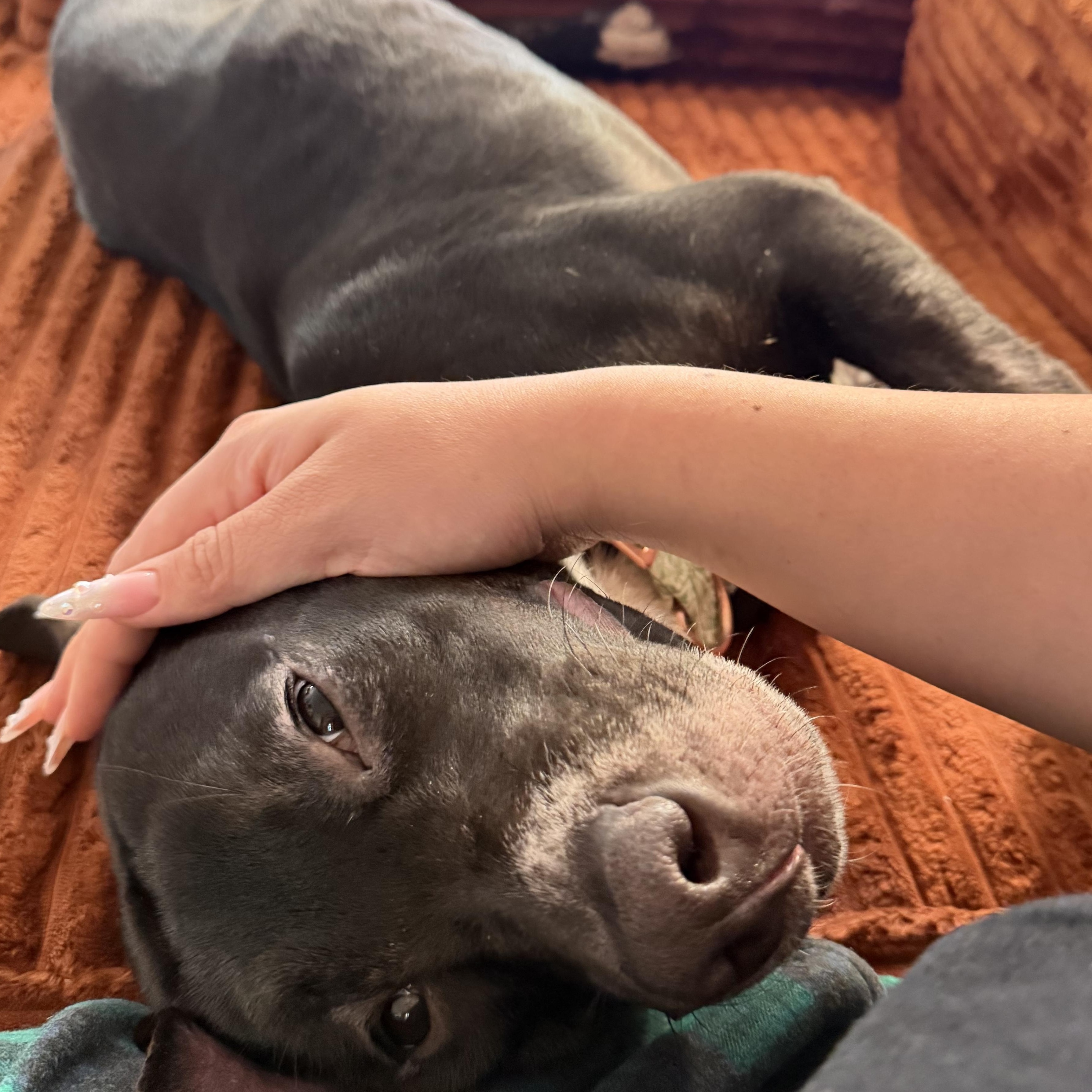 Enlarge Buttercup, a Adoptable mixed breed in Orlando, FL image 5/5