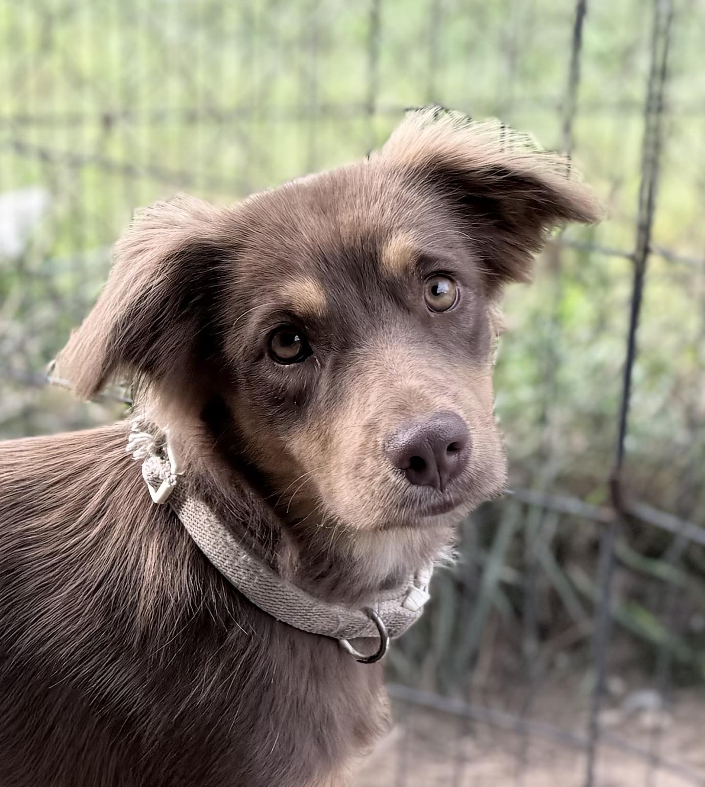 Kimi (28 pounds), a Adoptable Australian Shepherd in South Saint Paul, MN image 4/4