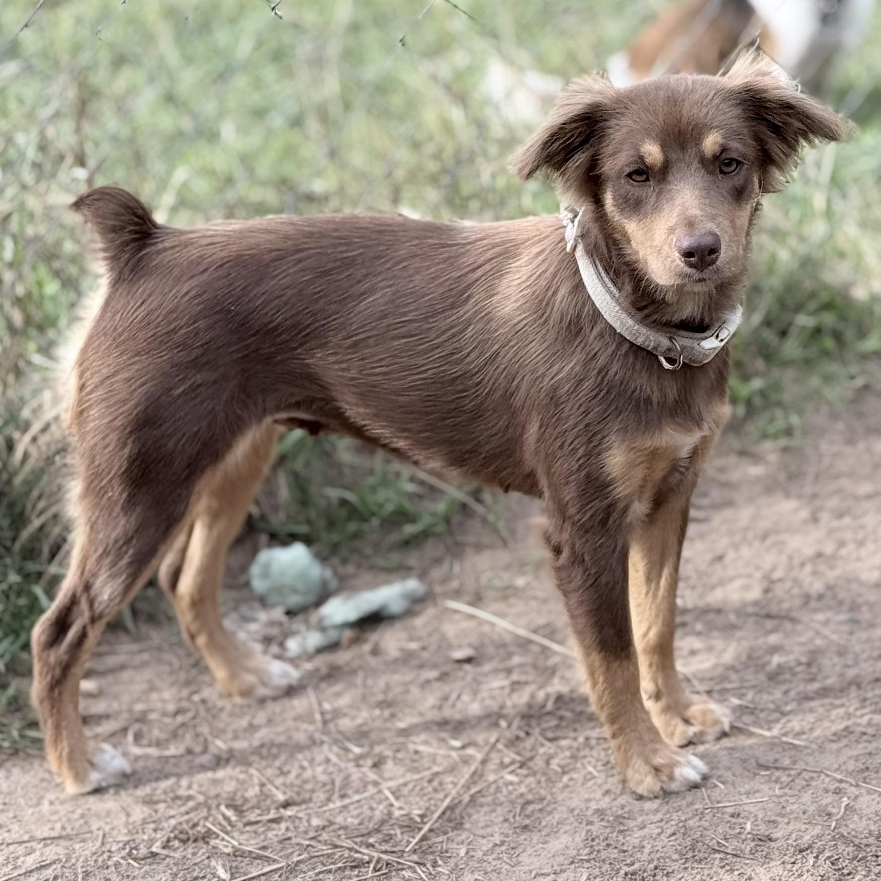 Kimi (28 pounds), Adoptable, Young Female Australian Shepherd.
