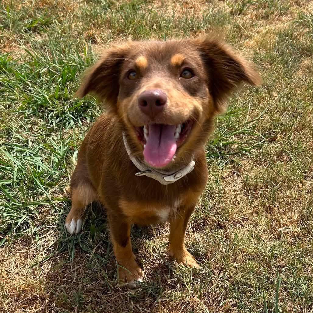 Kimi (28 pounds), a Adoptable Australian Shepherd in South Saint Paul, MN image 2/4