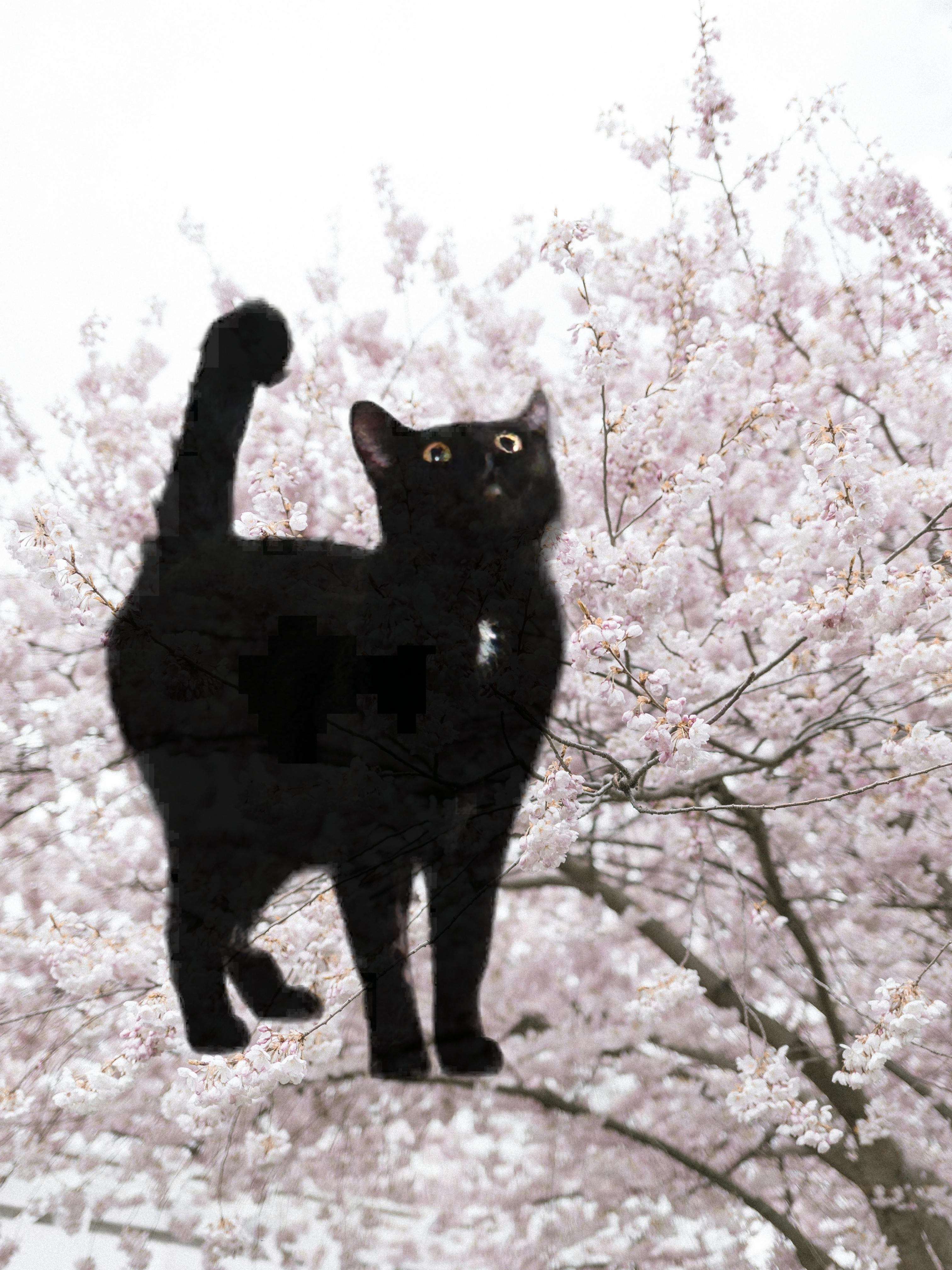 Rainbow, a Adopted Domestic Medium Hair in Vernal, UT image 1/2