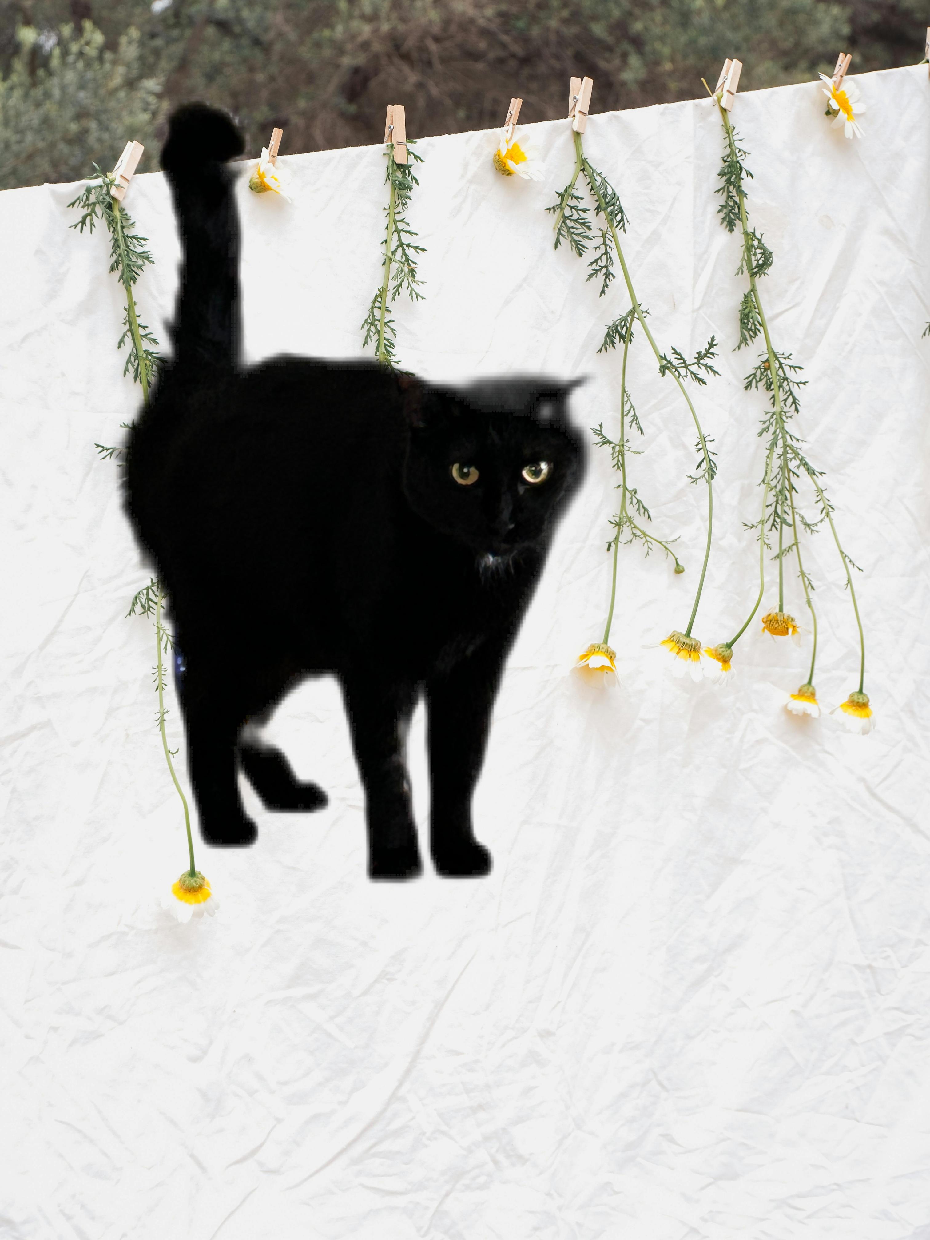 Rainbow, a Adopted Domestic Medium Hair in Vernal, UT image 2/2