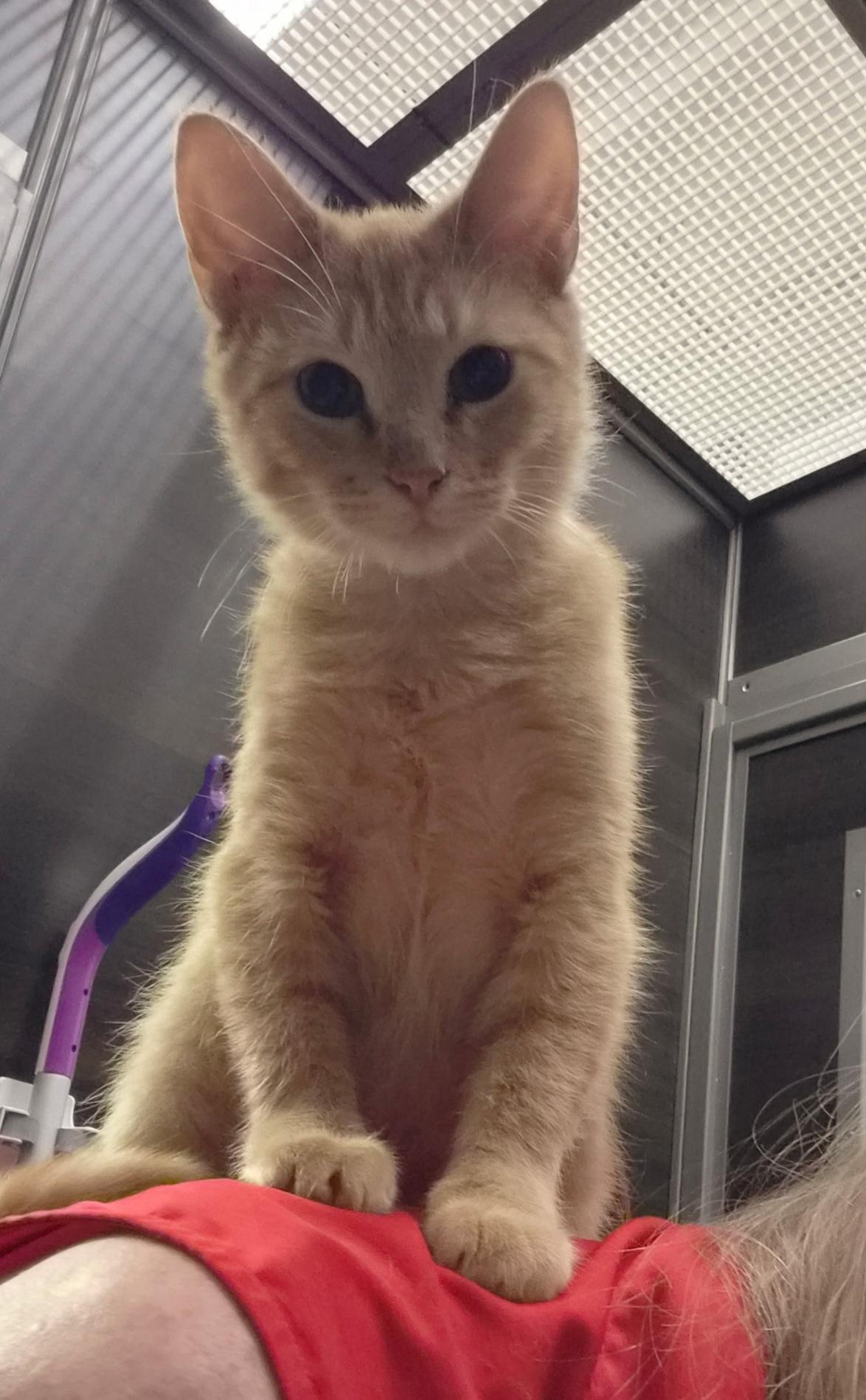 Kyle, adopted, Young Male Domestic Short Hair.