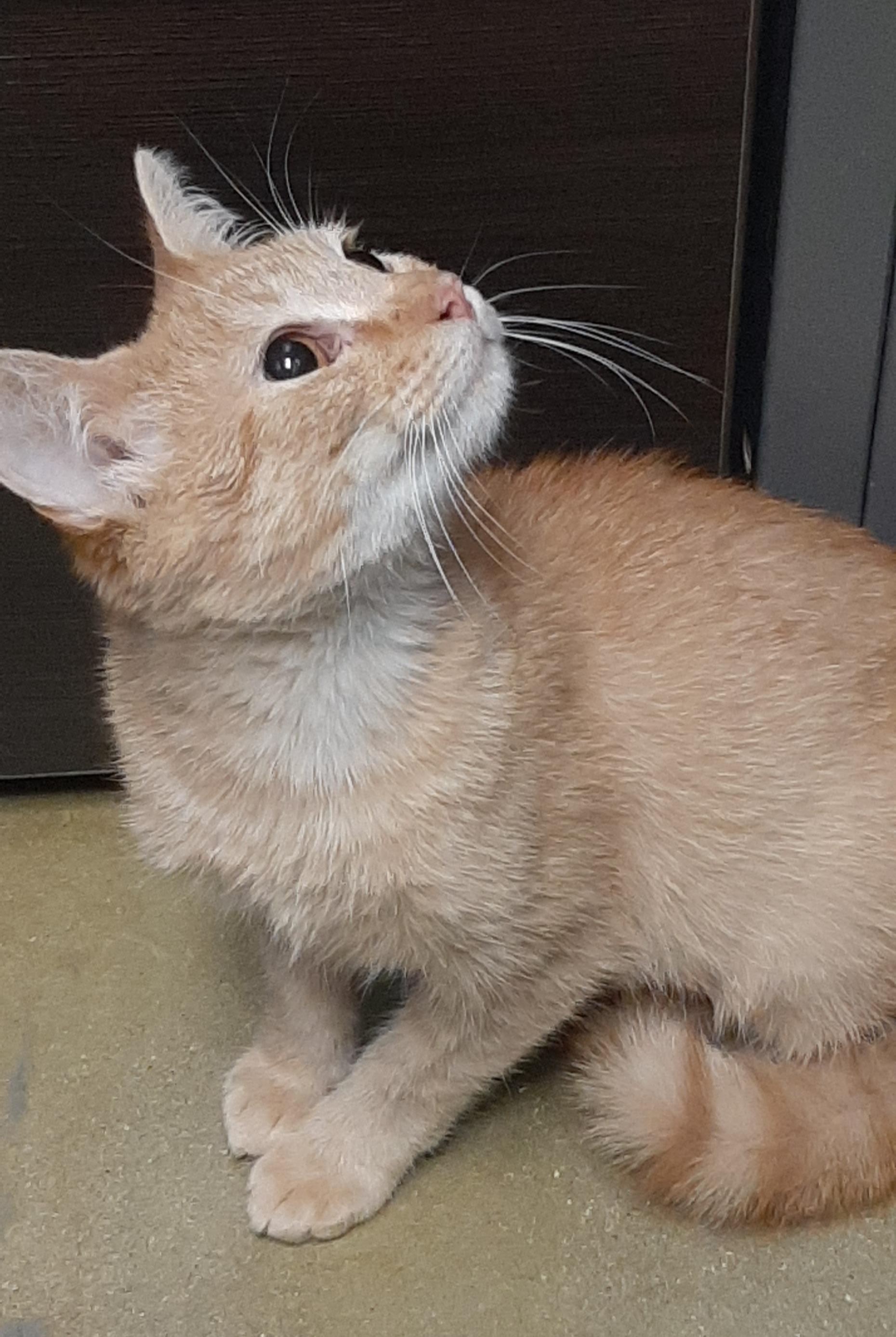 Enlarge Kyle, an adopted Domestic Short Hair in Belleville, IL image 5/5