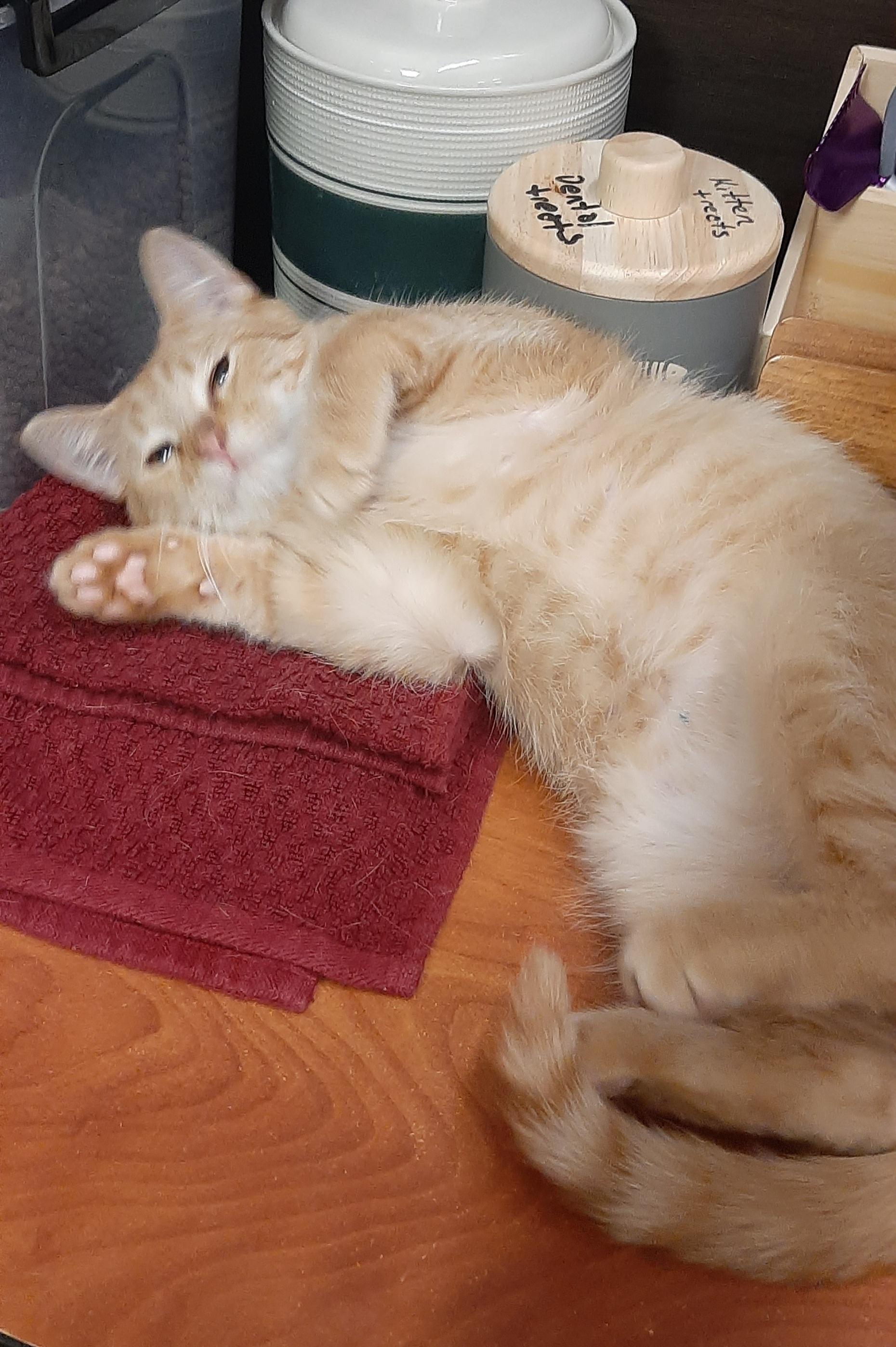 Enlarge Kyle, an adopted Domestic Short Hair in Belleville, IL image 3/5
