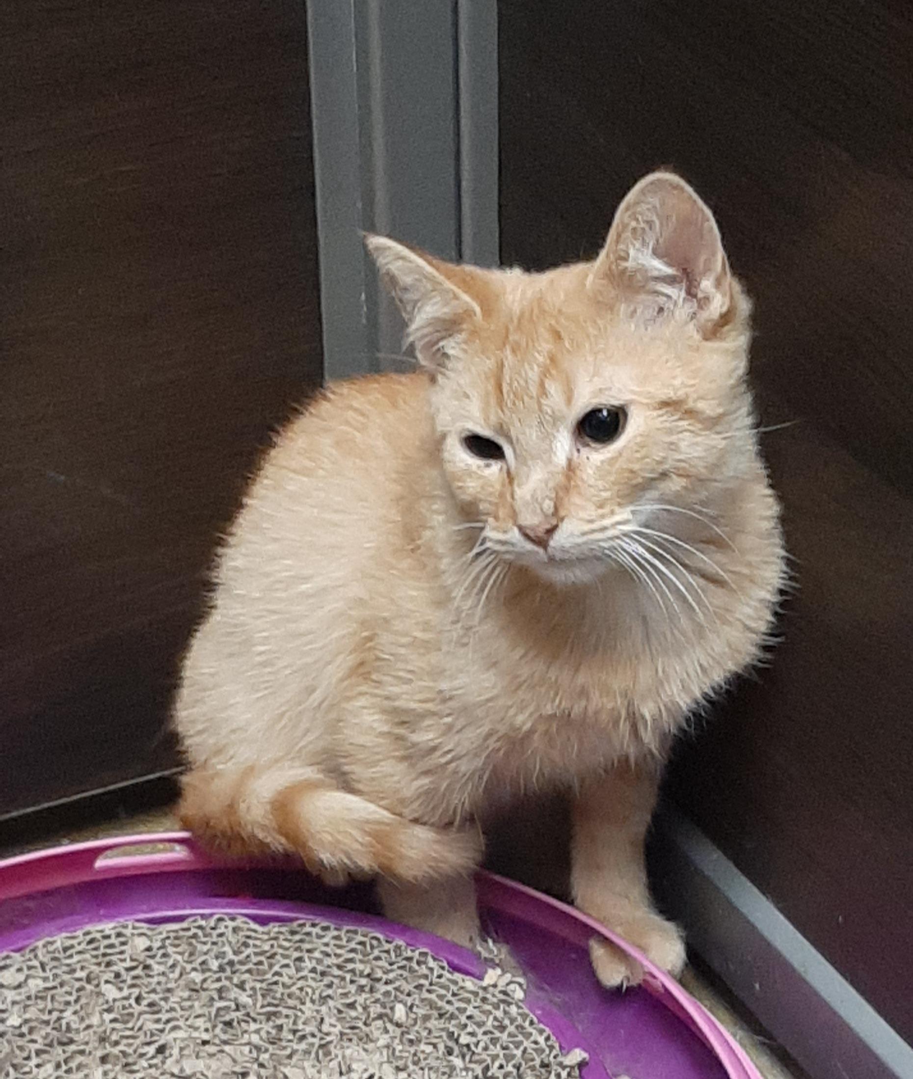 Enlarge Kyle, an adopted Domestic Short Hair in Belleville, IL image 4/5