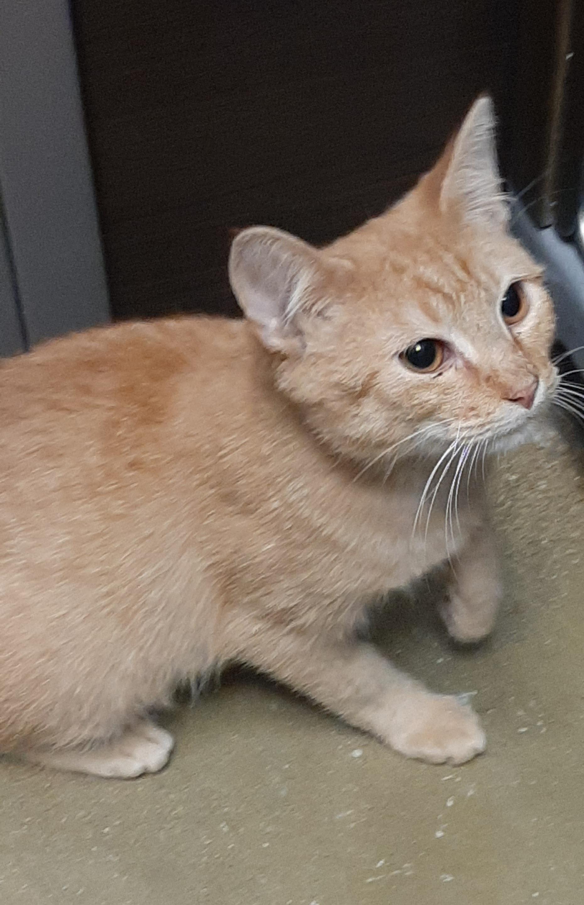 Enlarge Kyle, an adopted Domestic Short Hair in Belleville, IL image 2/5