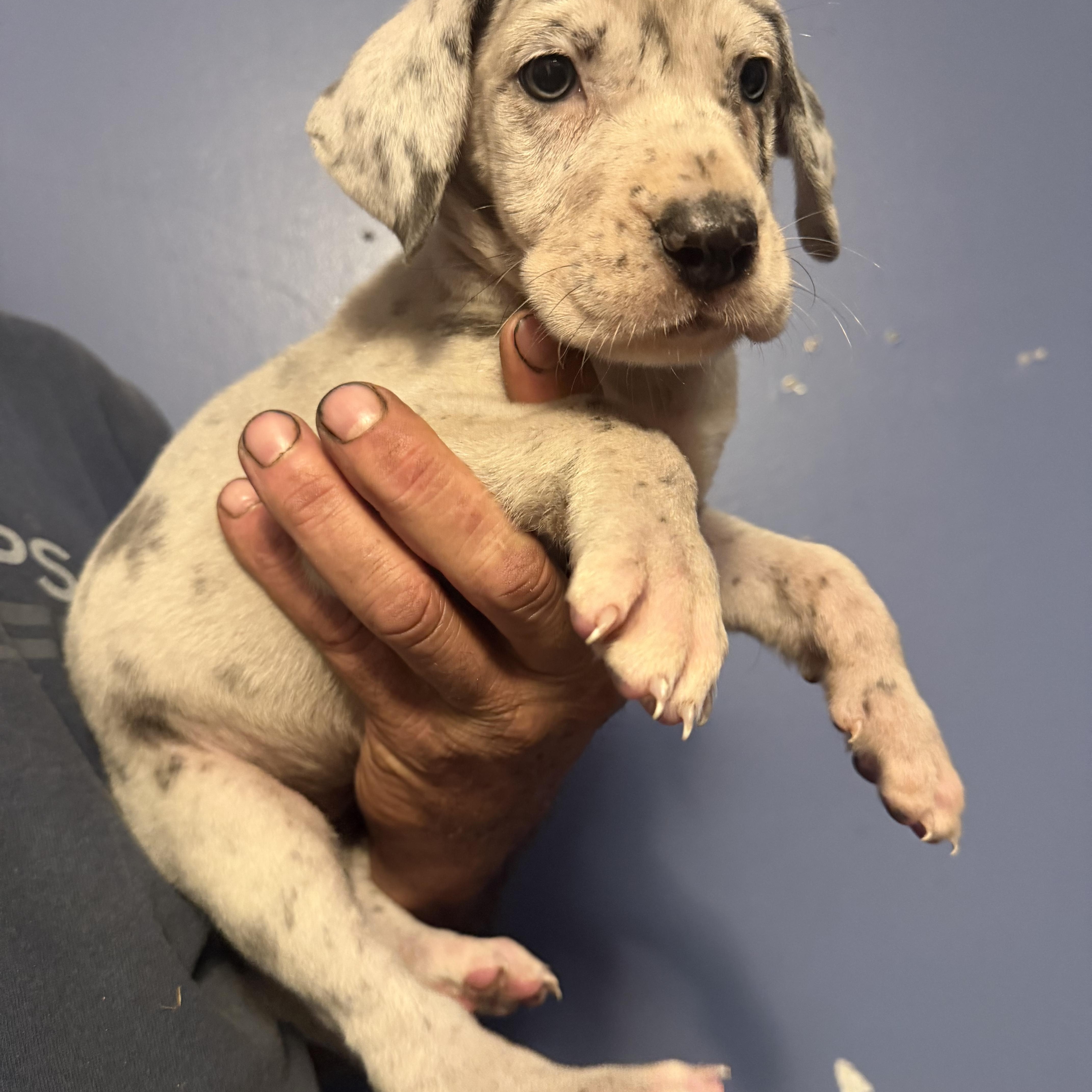 Enlarge Millie, an adopted Great Dane in Knoxville, TN image 2/2
