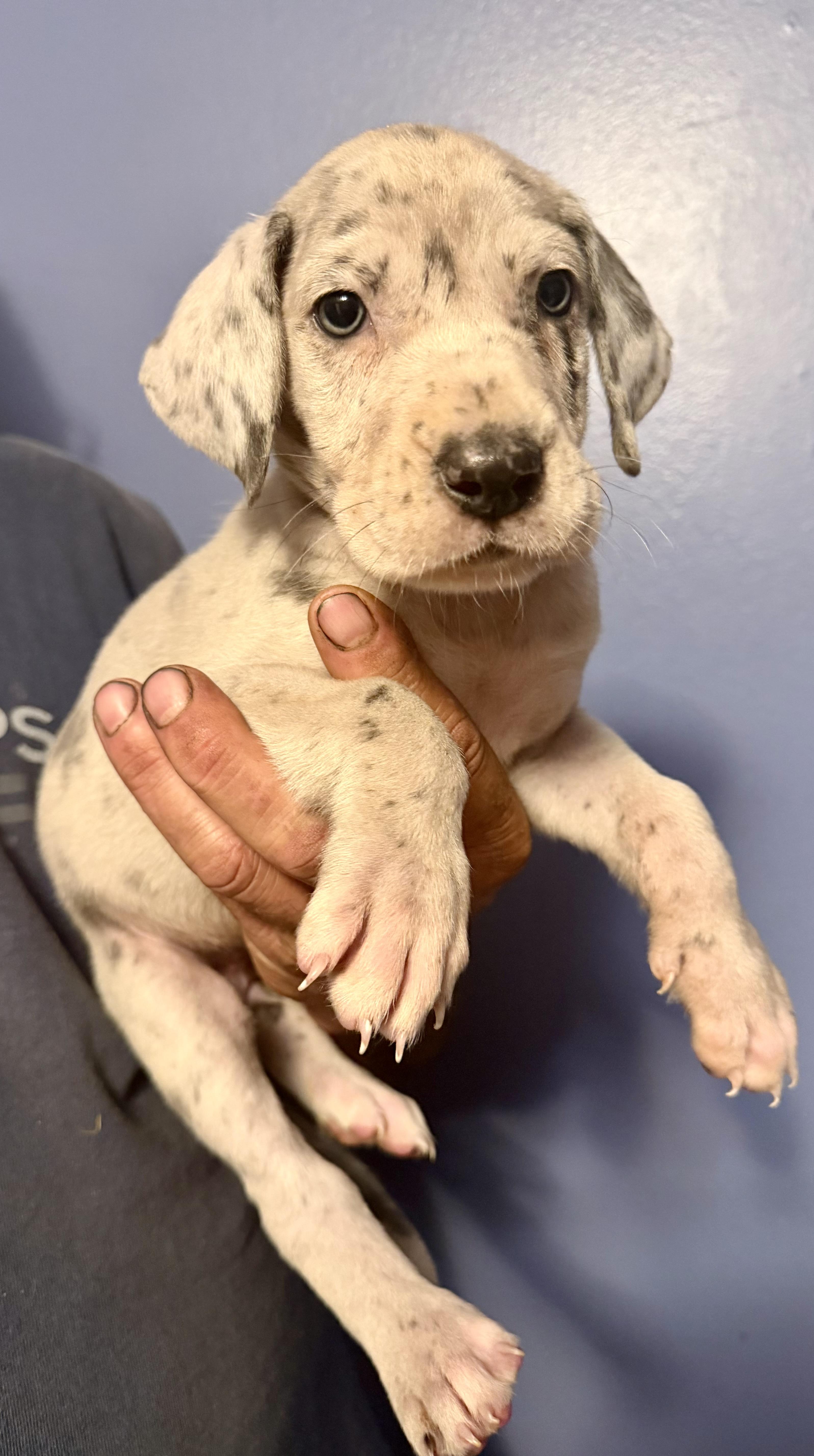 Millie, adopted, Puppy Female Great Dane.