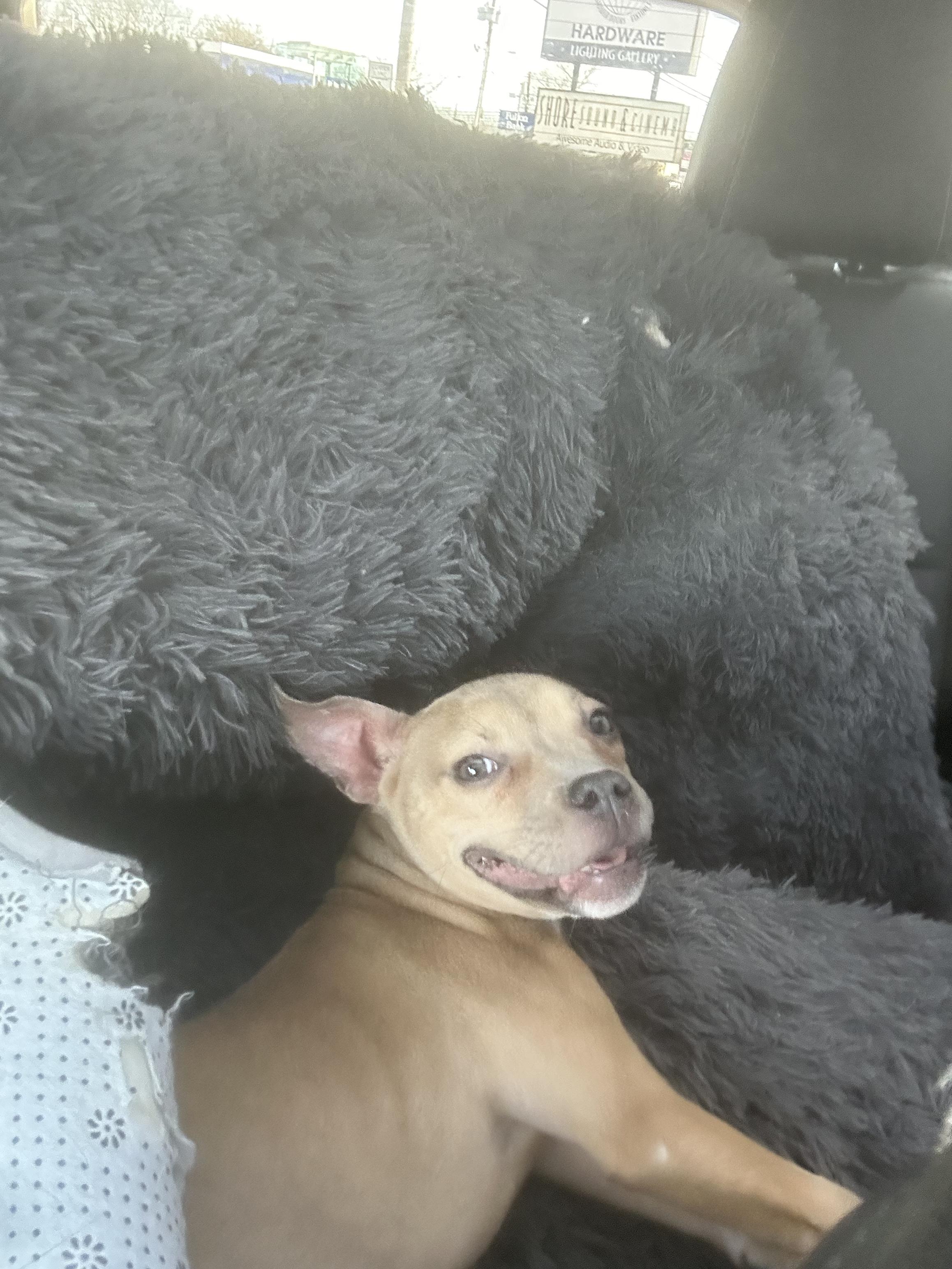 Enlarge Bambi, a Adopted mixed breed in galloway, NJ image 2/6