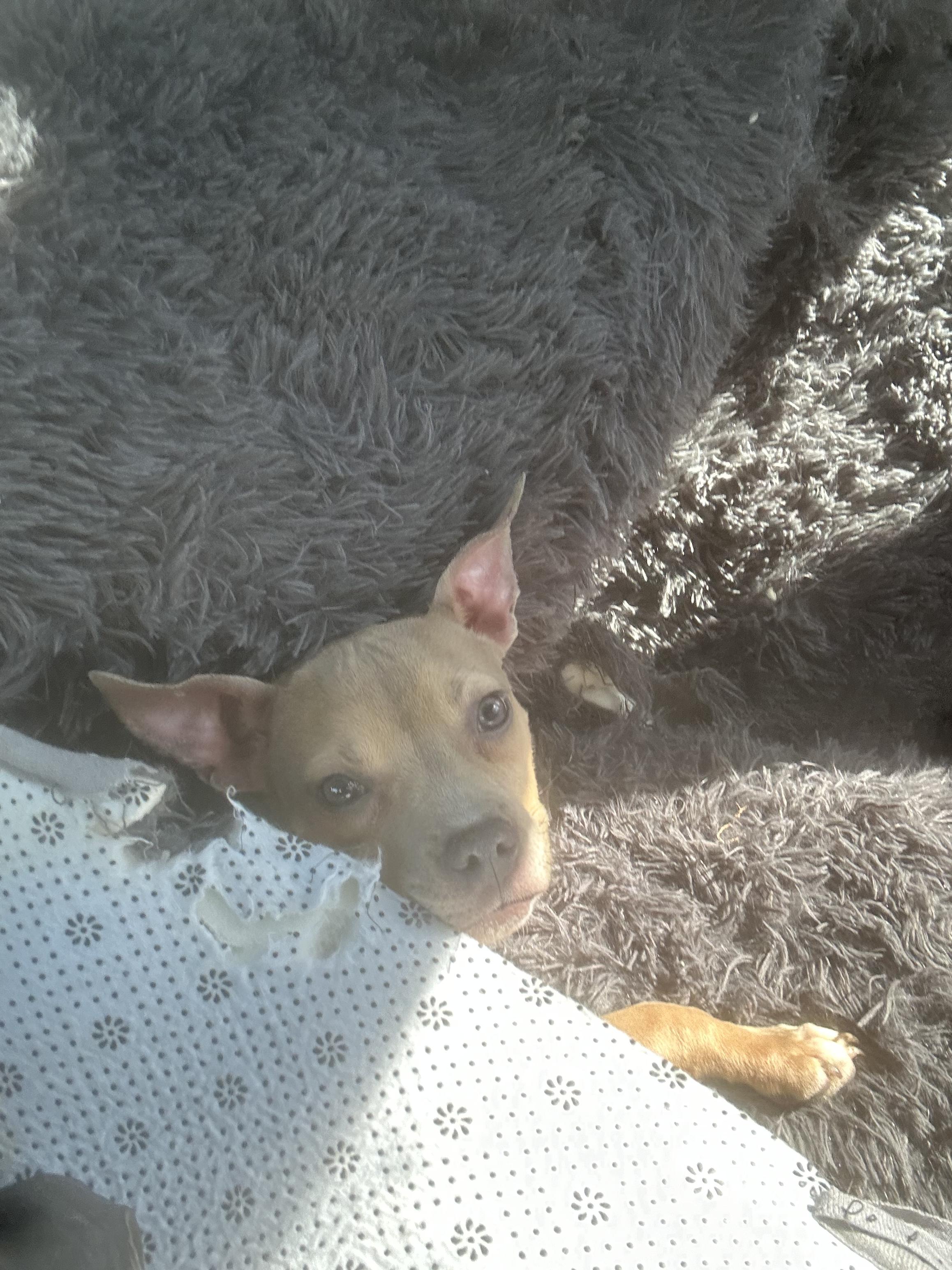 Enlarge Bambi, a Adopted mixed breed in galloway, NJ image 1/6