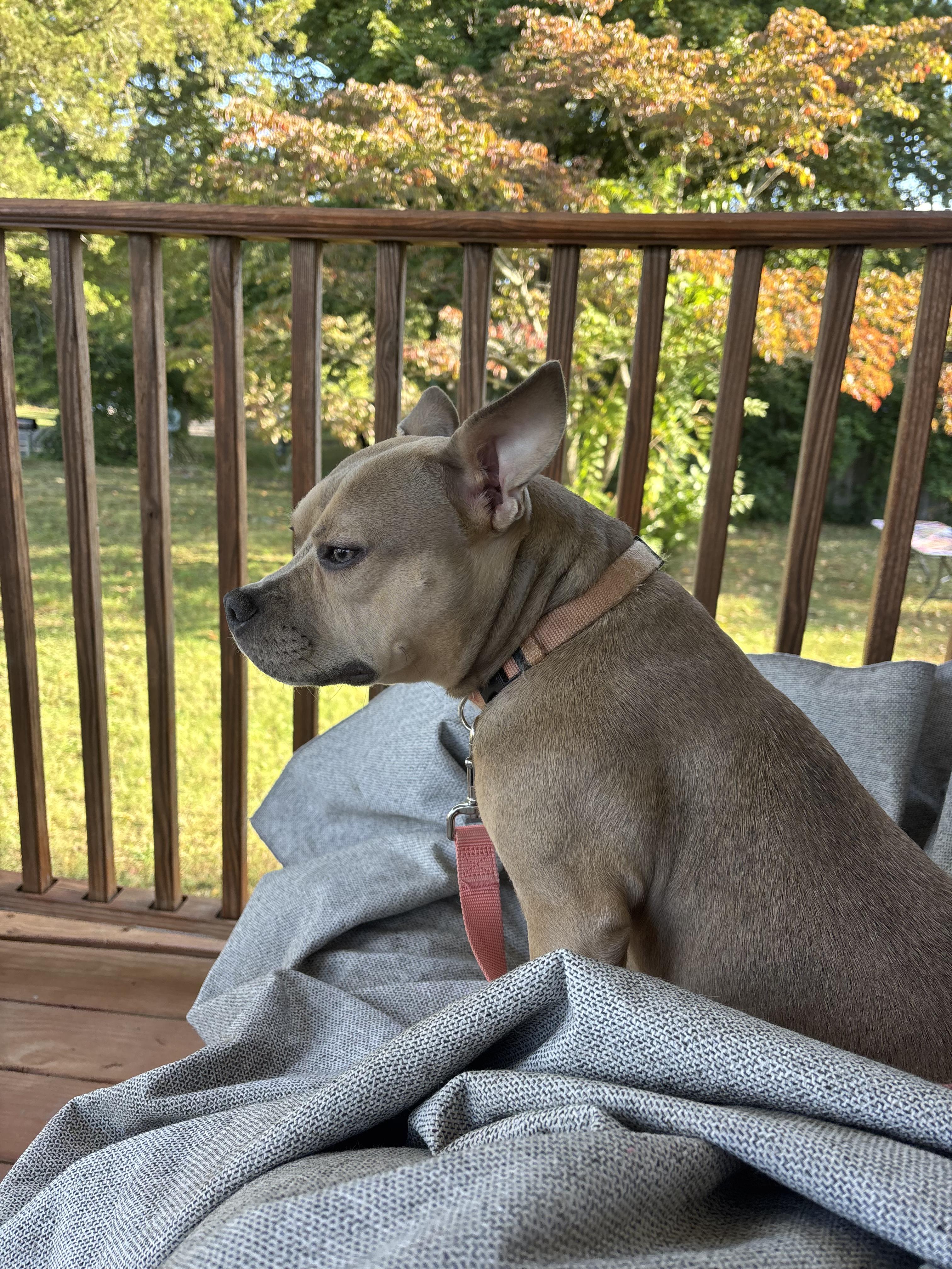 Enlarge Bambi, a Adopted mixed breed in galloway, NJ image 3/6