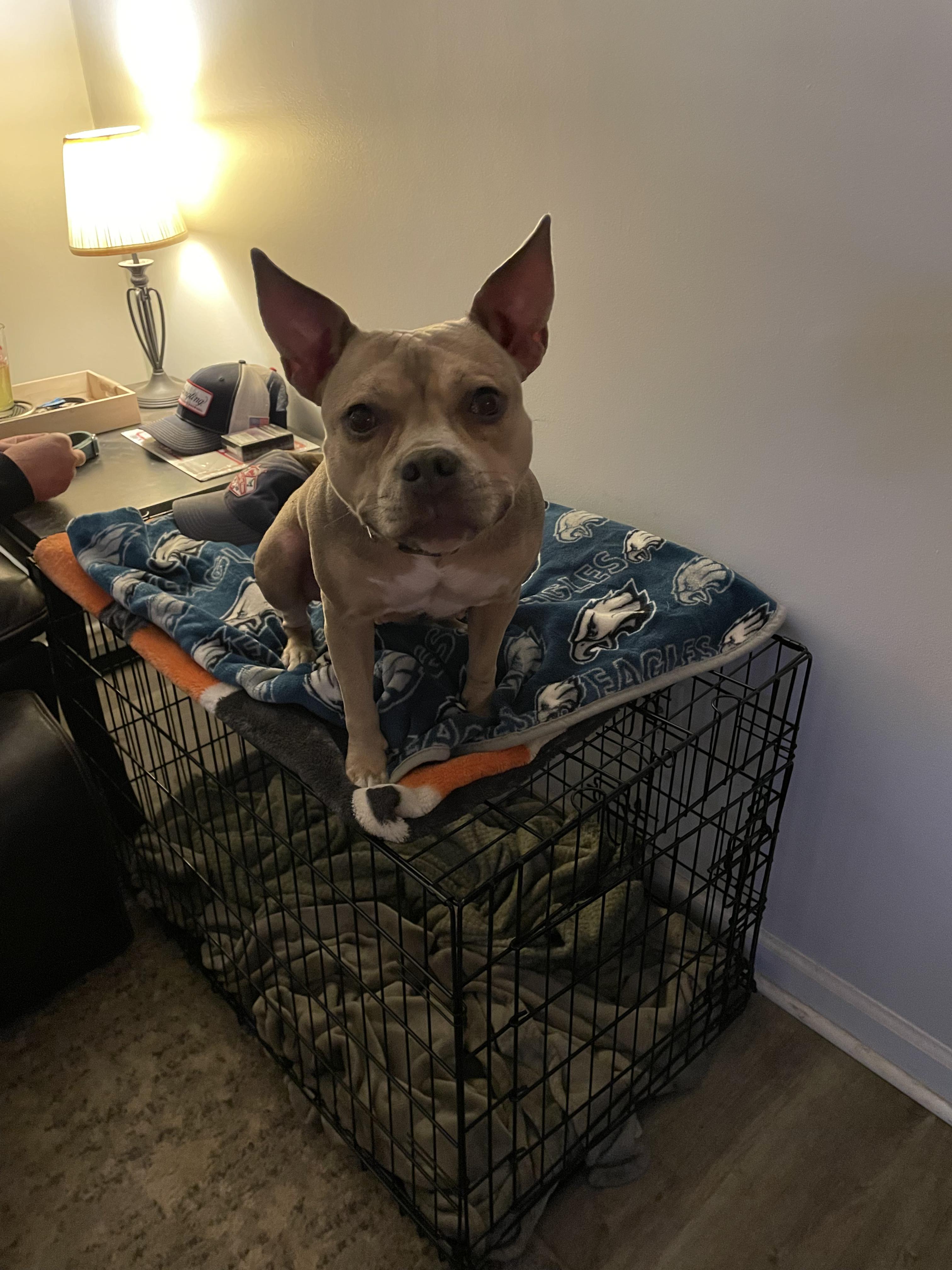 Enlarge Bambi, a Adopted mixed breed in galloway, NJ image 4/6