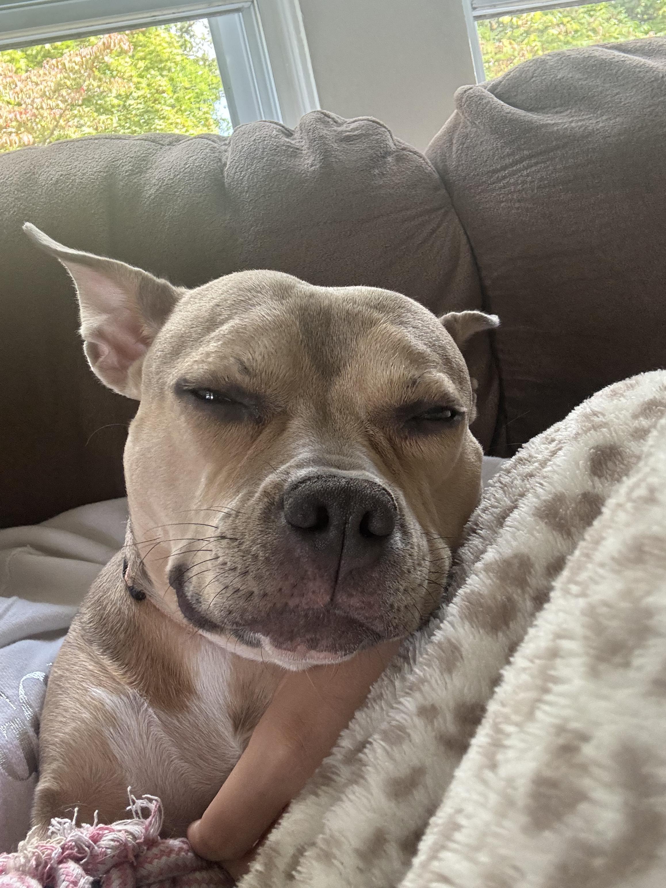 Enlarge Bambi, a Adopted mixed breed in galloway, NJ image 5/6