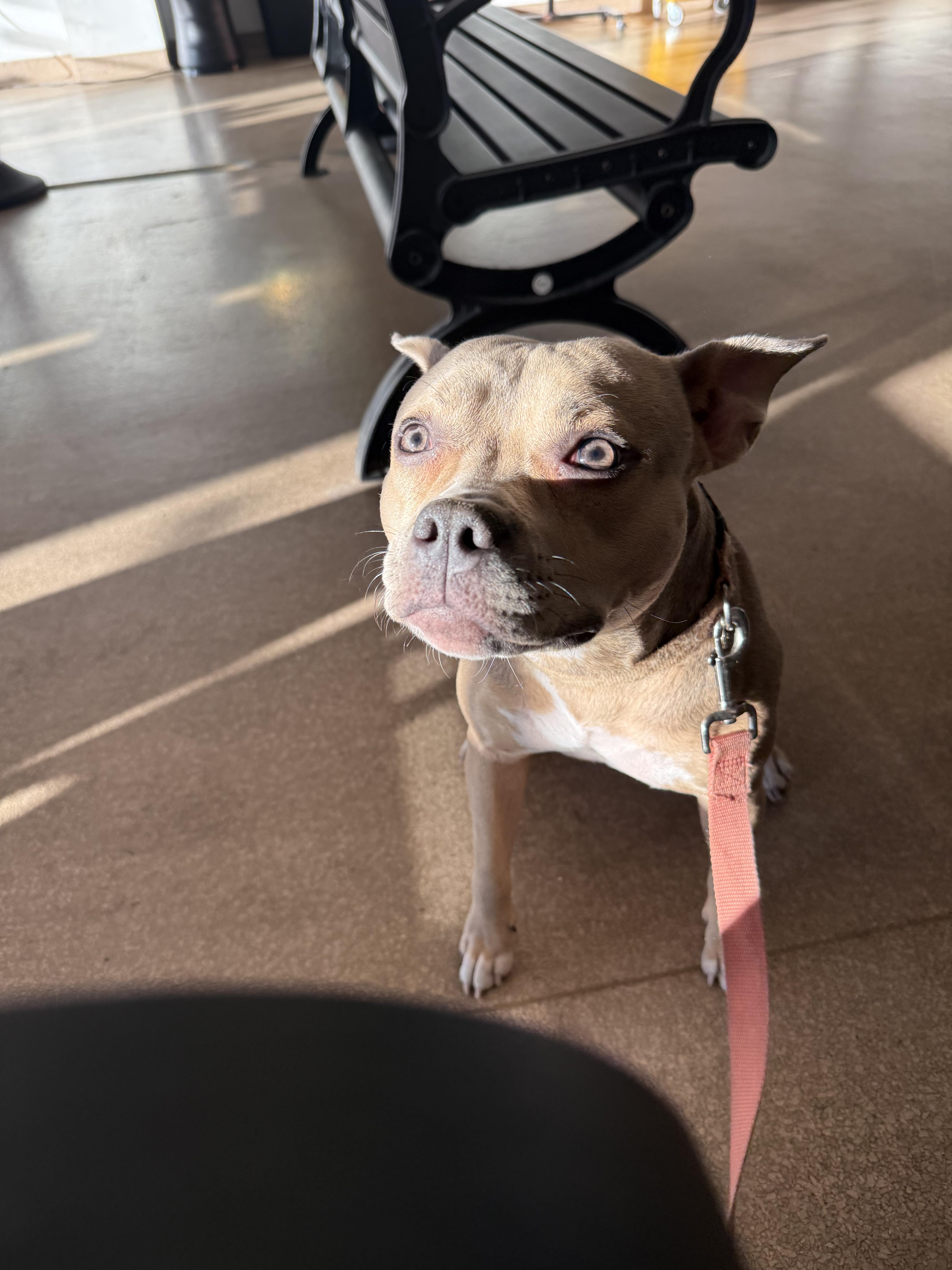 Enlarge Bambi, a Adopted mixed breed in galloway, NJ image 6/6