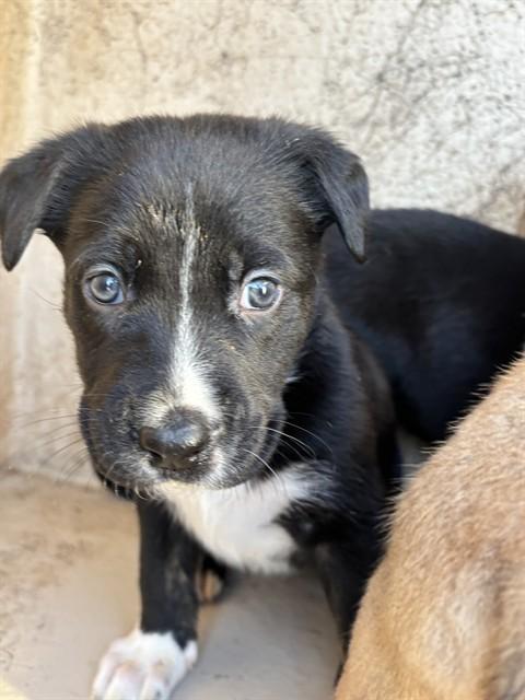 Enlarge KITKAT, a Adoptable mixed breed in Oklahoma City, OK image 1/1