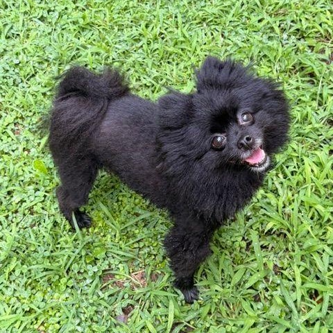 Paisley, adopted, Adult Female Pomeranian & Chihuahua.