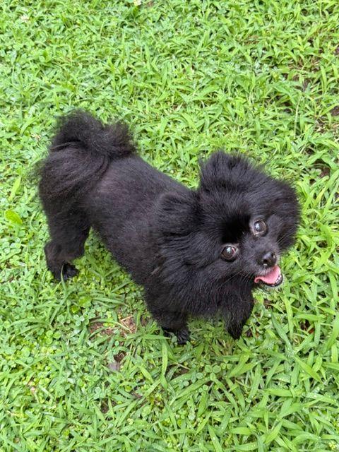Enlarge Paisley, an adopted mixed breed in Carneys Point, NJ image 2/4