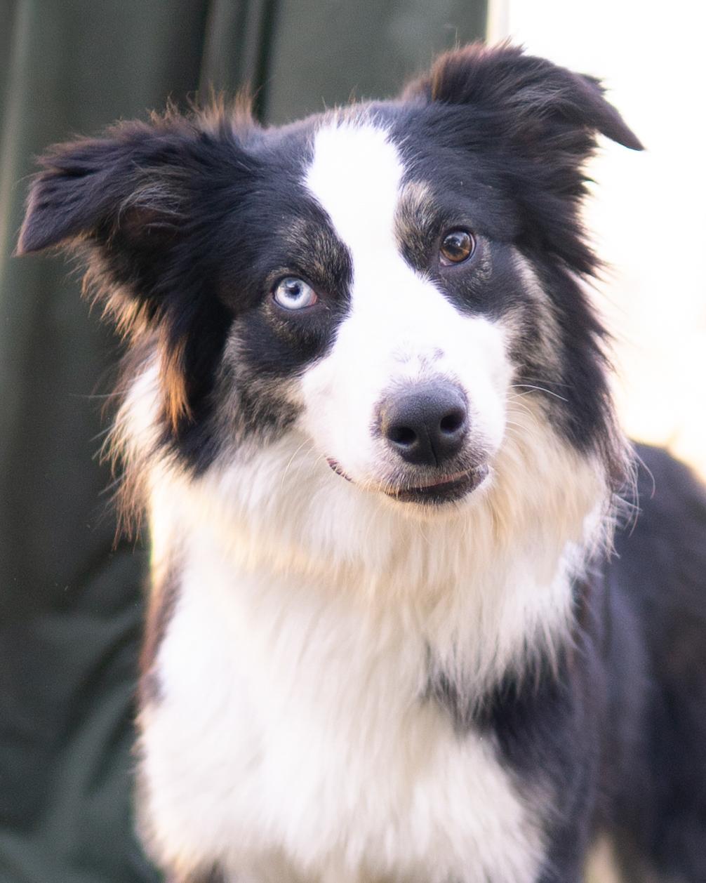 Junior, ADOPTABLE, Adult Male Border Collie.