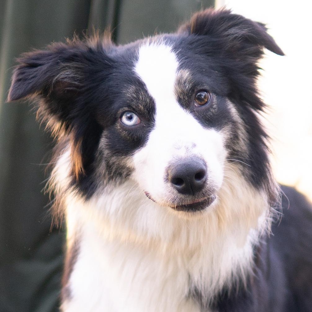 Junior, a ADOPTABLE Border Collie in Driftwood, TX image 1/6