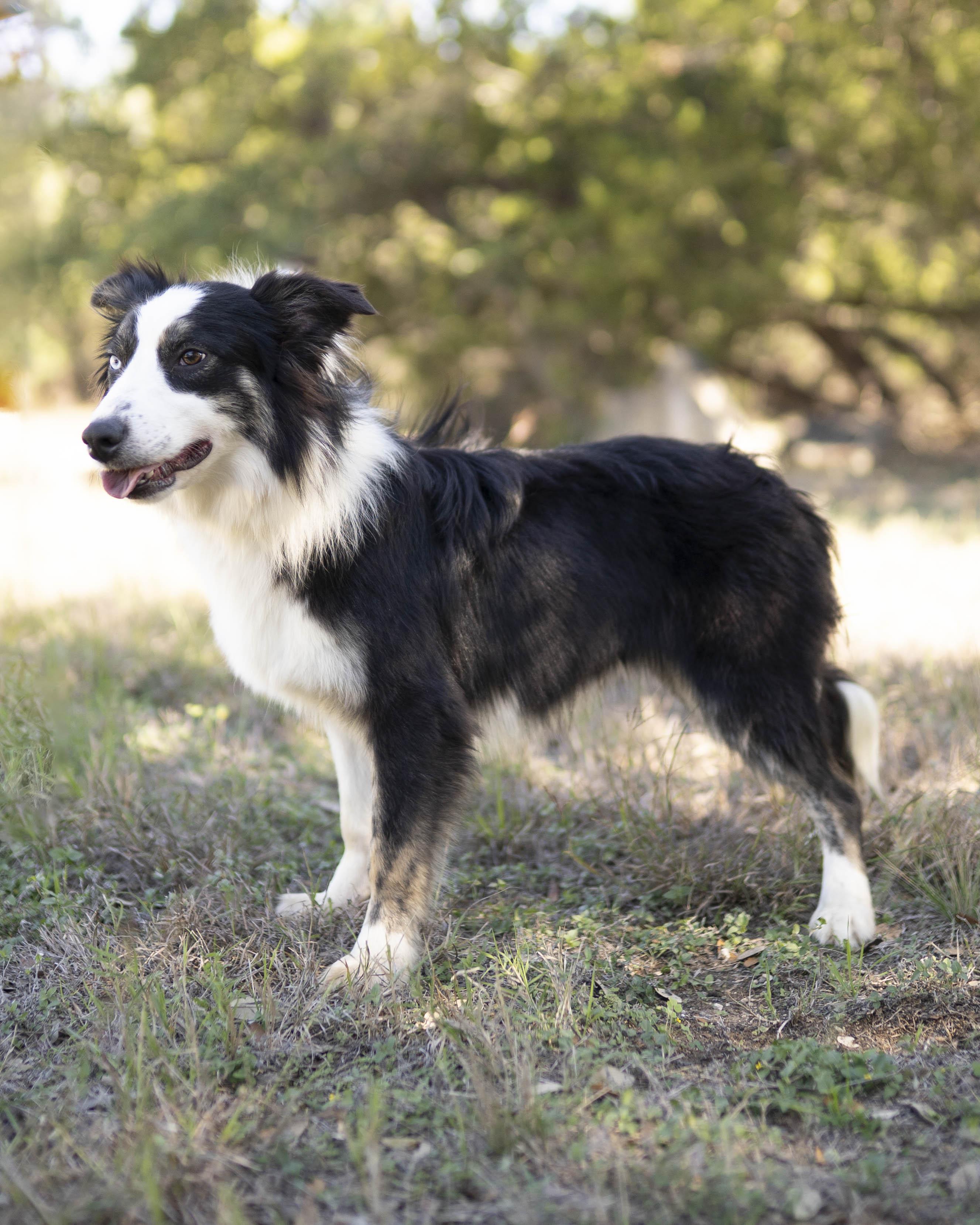 Junior, a ADOPTABLE Border Collie in Driftwood, TX image 3/6