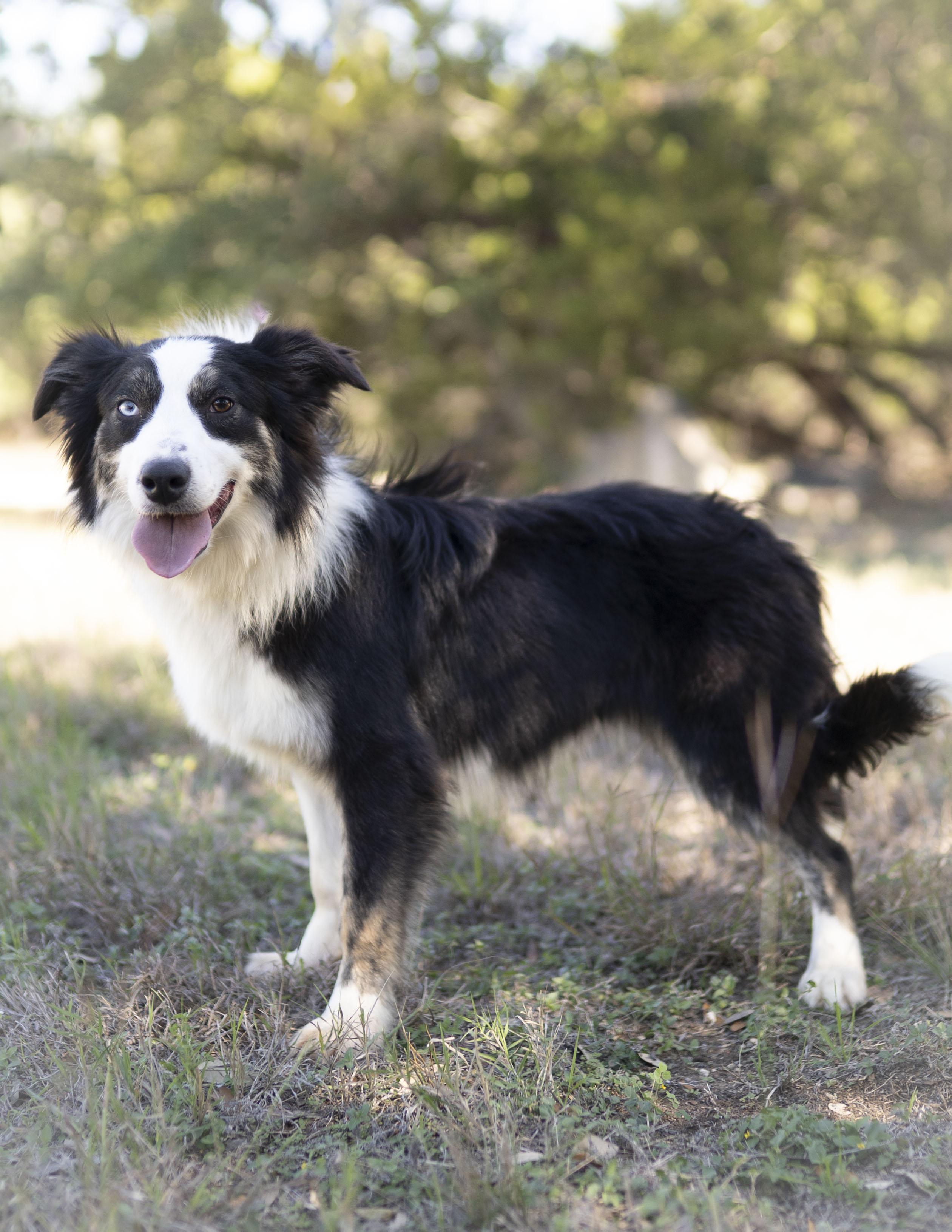 Junior, a ADOPTABLE Border Collie in Driftwood, TX image 2/6