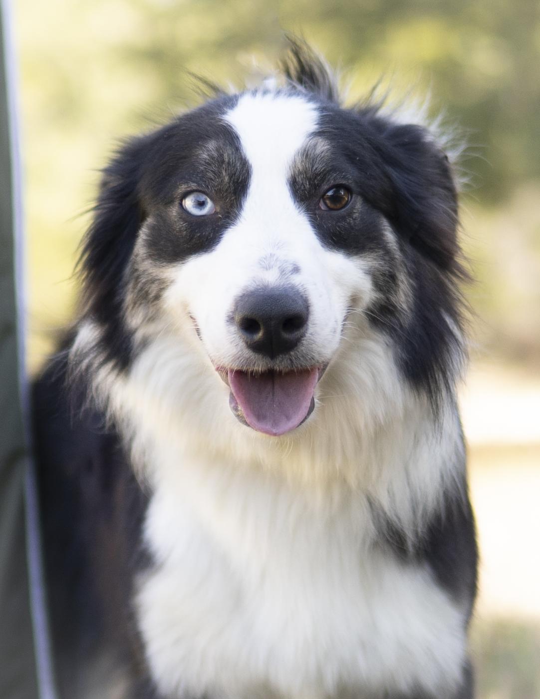 Junior, a ADOPTABLE Border Collie in Driftwood, TX image 4/6