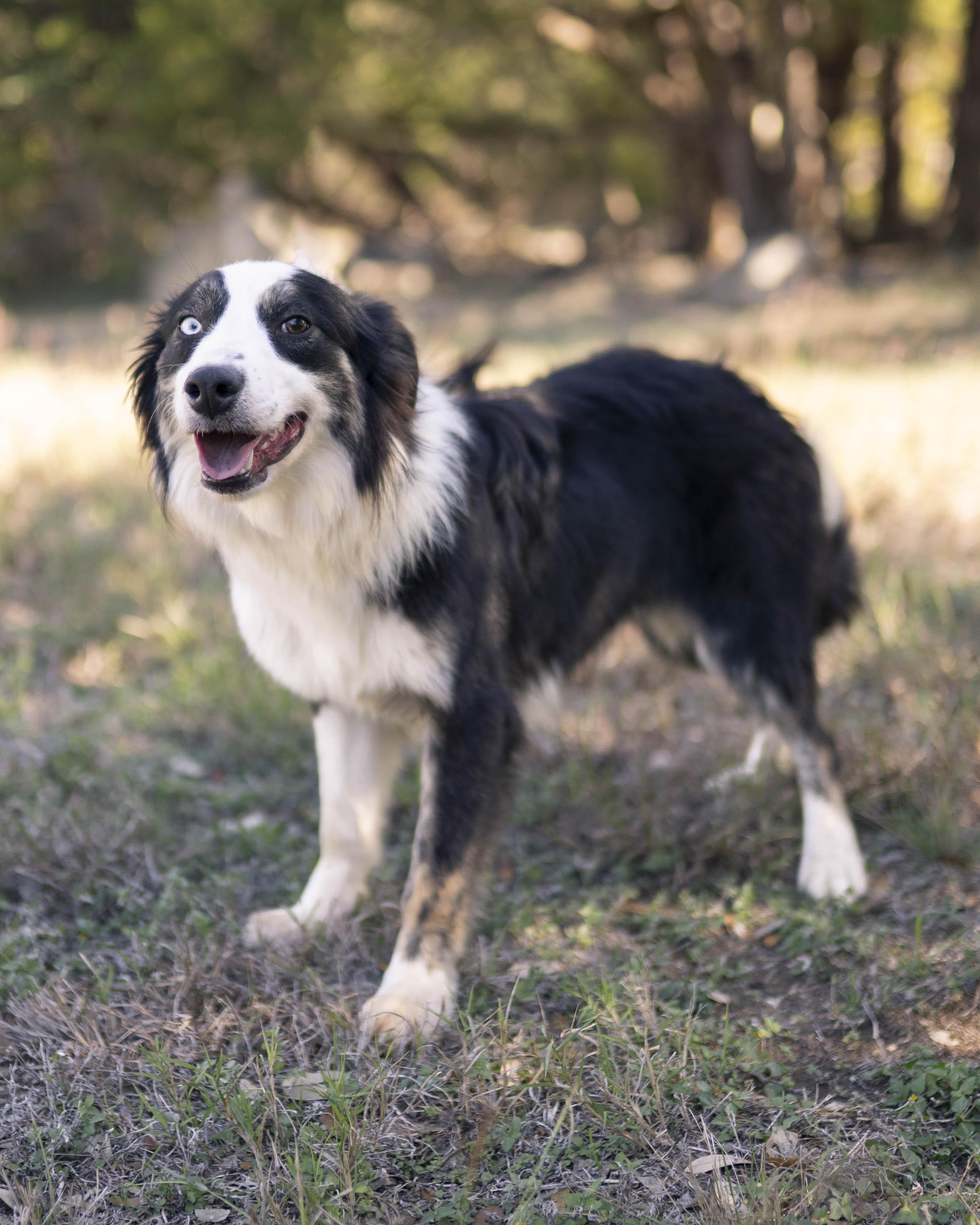 Junior, a ADOPTABLE Border Collie in Driftwood, TX image 5/6