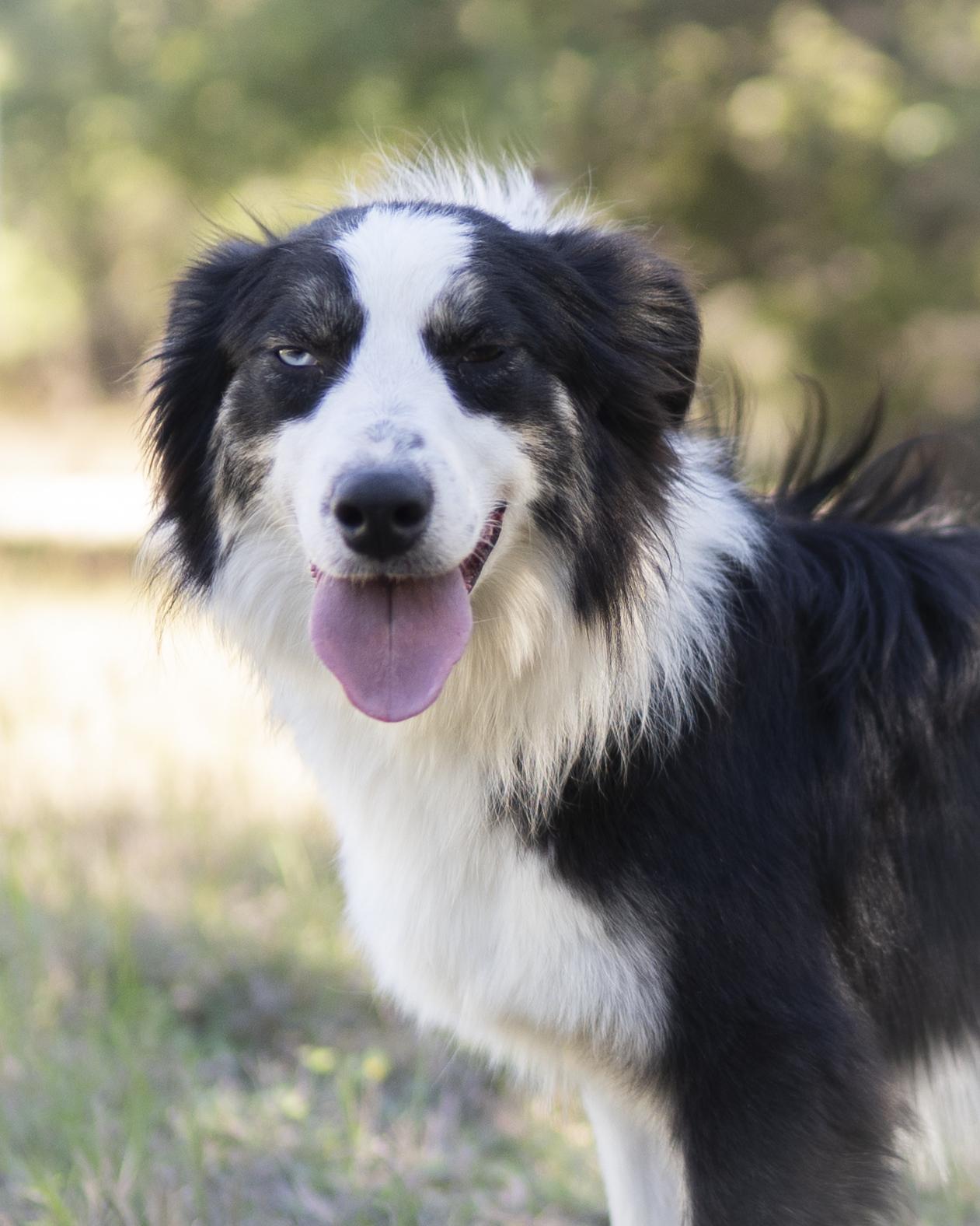Junior, a ADOPTABLE Border Collie in Driftwood, TX image 6/6