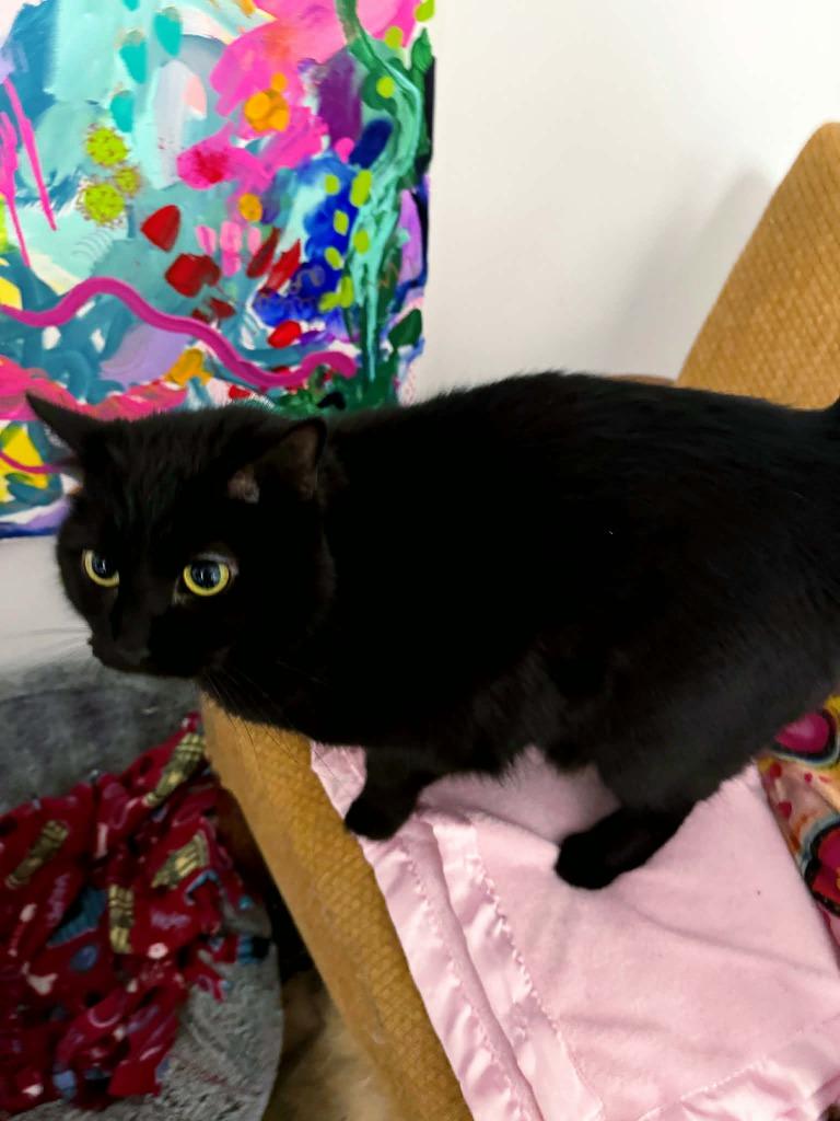 Enlarge Leather, a Adoptable mixed breed in Effingham, IL image 1/4