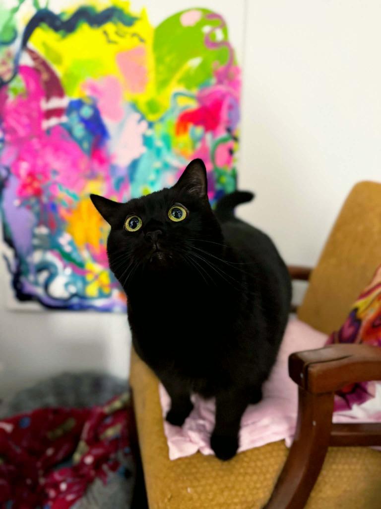 Enlarge Leather, a Adoptable mixed breed in Effingham, IL image 2/4