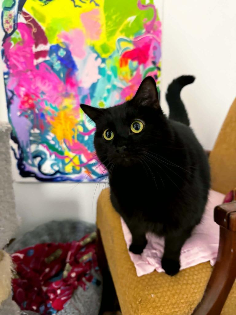 Enlarge Leather, a Adoptable mixed breed in Effingham, IL image 4/4