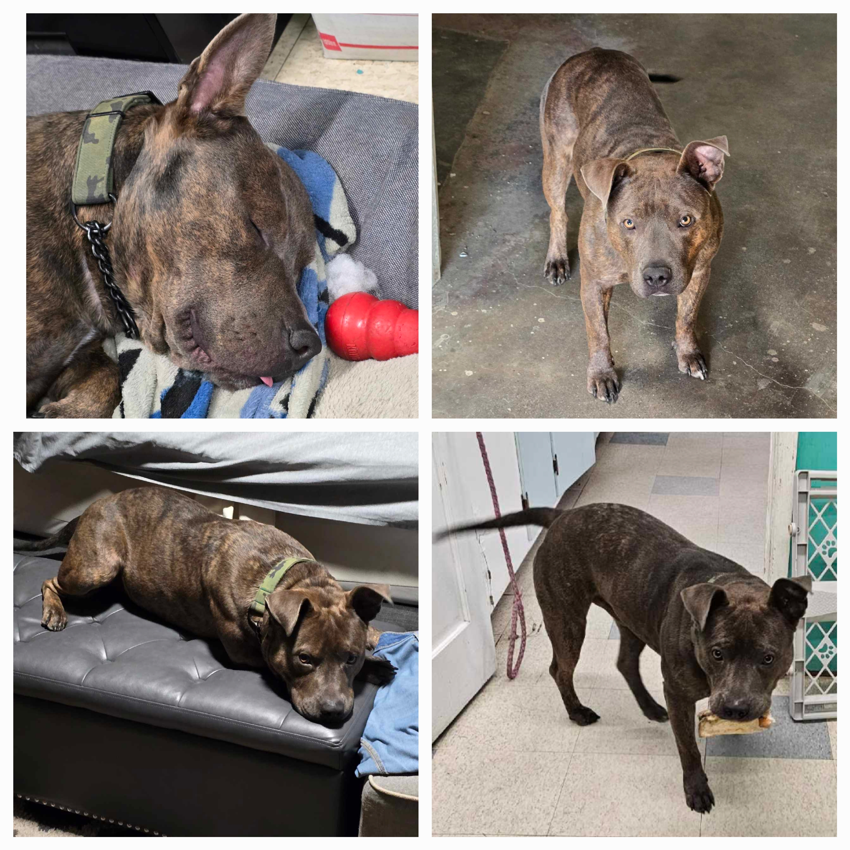 Duke, Adoptable, Adult Male Pit Bull Terrier.