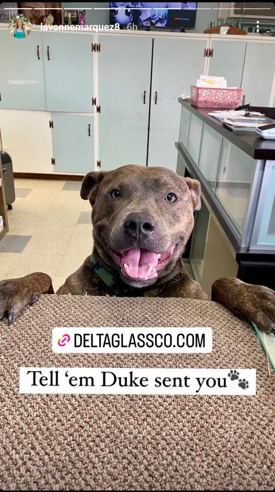 Enlarge Duke, a Adoptable Pit Bull Terrier in Stockton, CA image 3/6