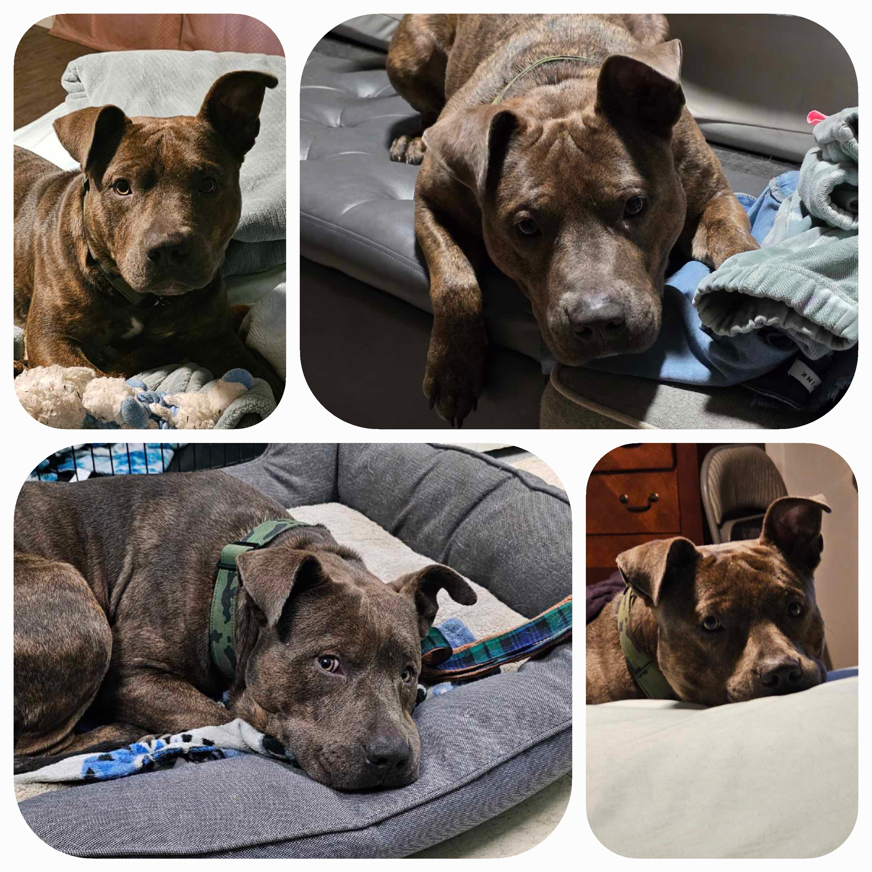 Enlarge Duke, a Adoptable Pit Bull Terrier in Stockton, CA image 6/6