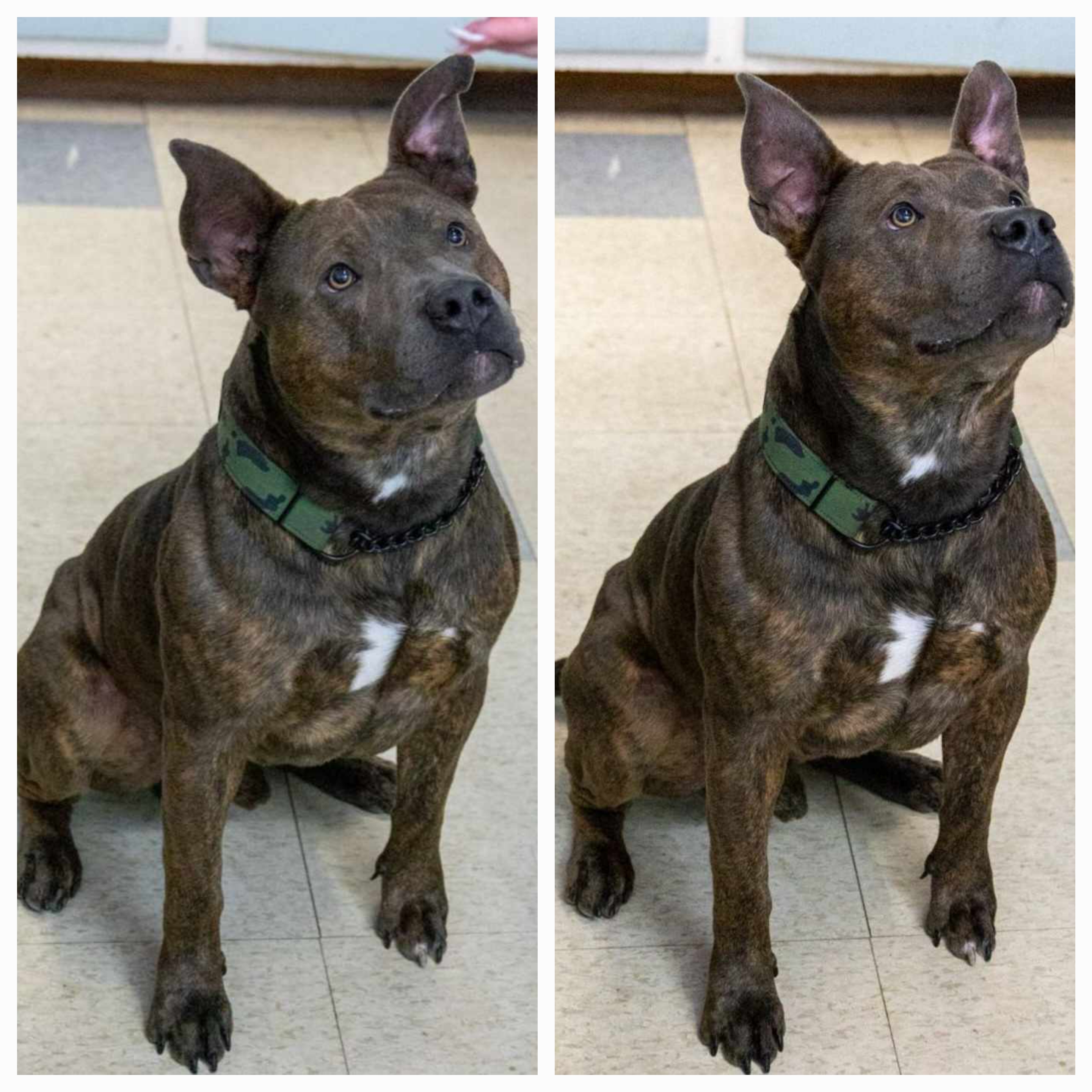 Enlarge Duke, a Adoptable Pit Bull Terrier in Stockton, CA image 2/6